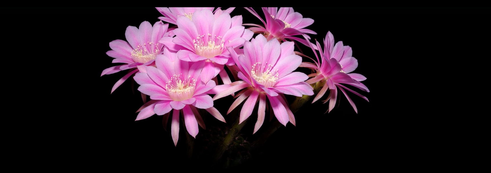 Elevate Your Rare Plant Collection