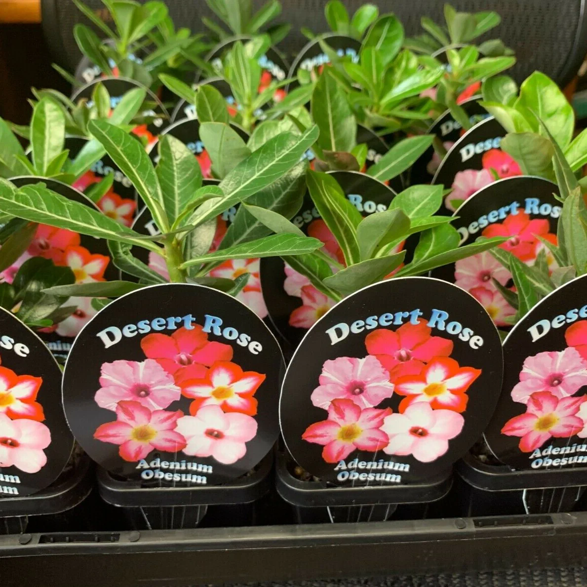 Adenium obesum - Desert Rose - Image 2