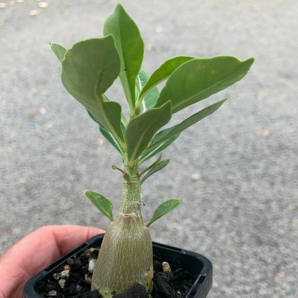 Adenium obesum - Desert Rose - Image 3