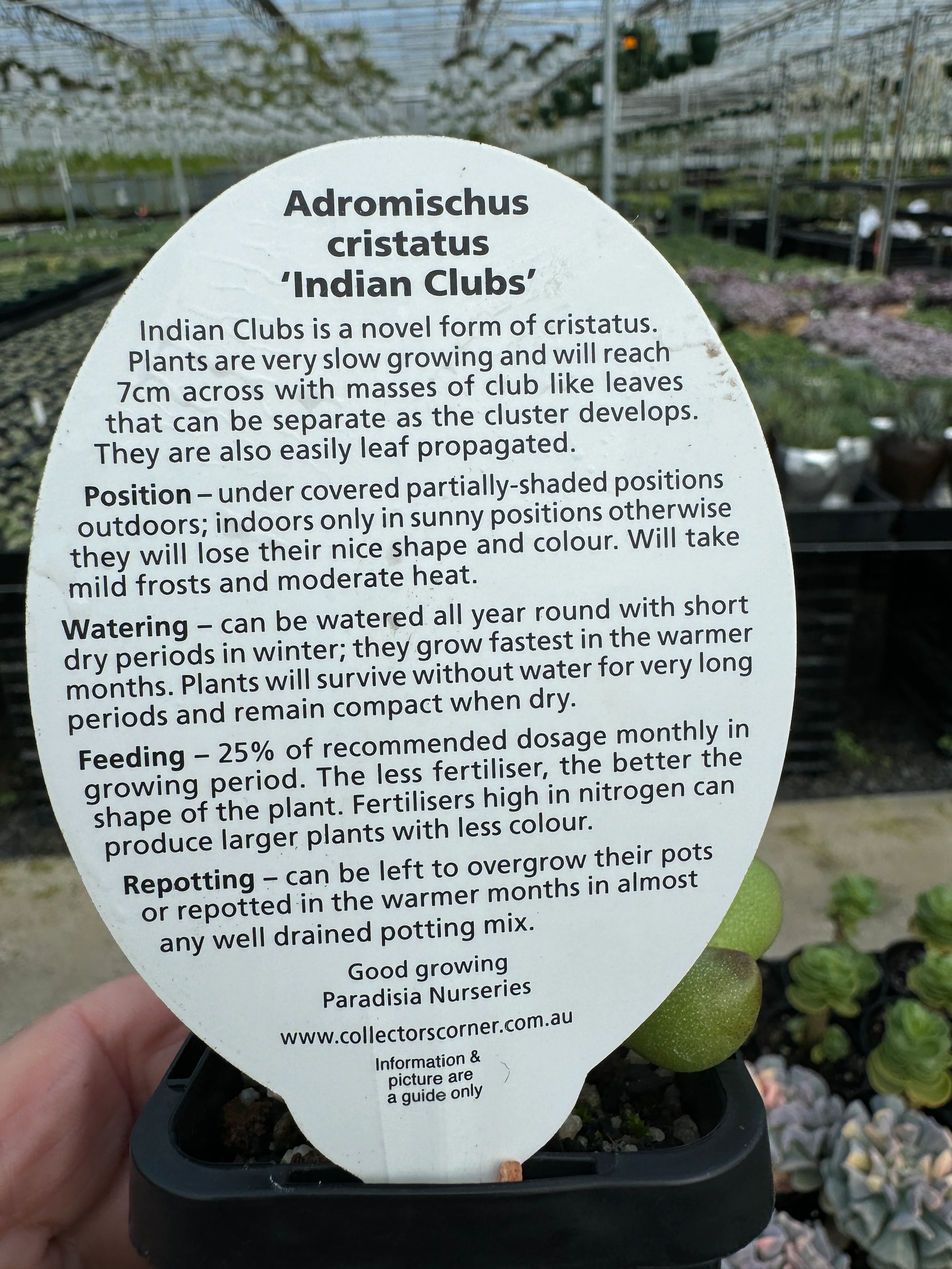 Adromischus cristatus - Indian Clubs - Image 3