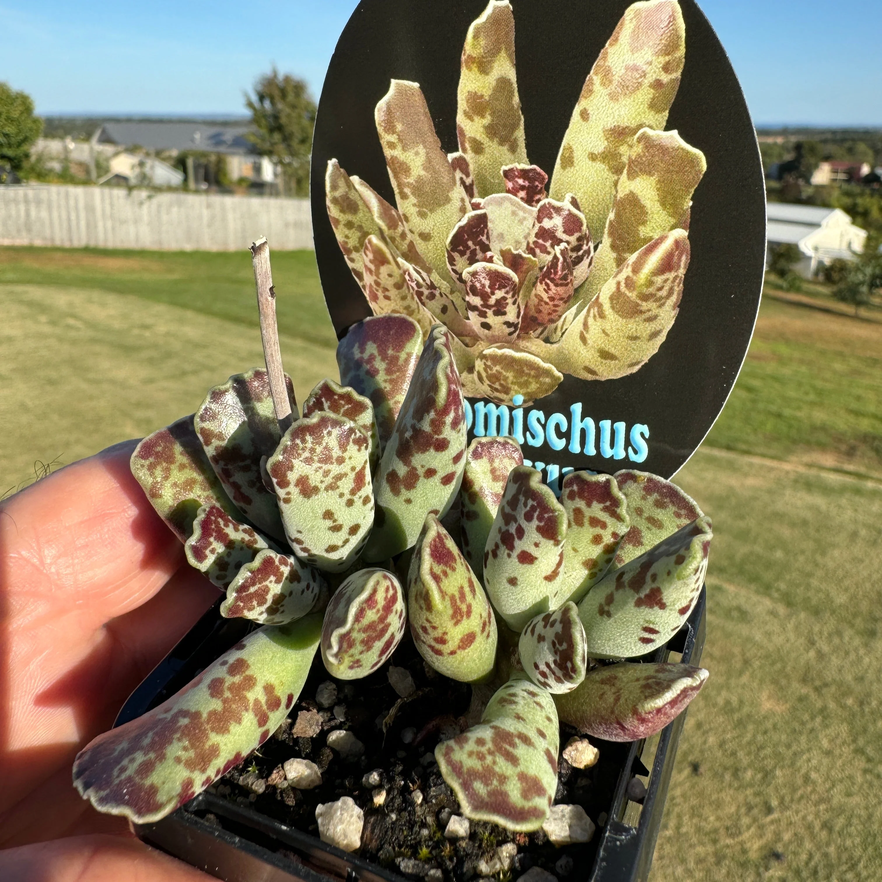 Adromischus festivus - Image 2