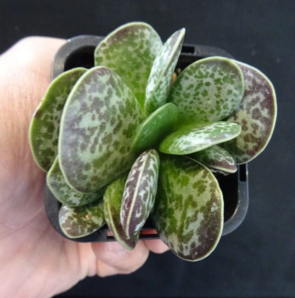 Adromischus maculatus - Image 3