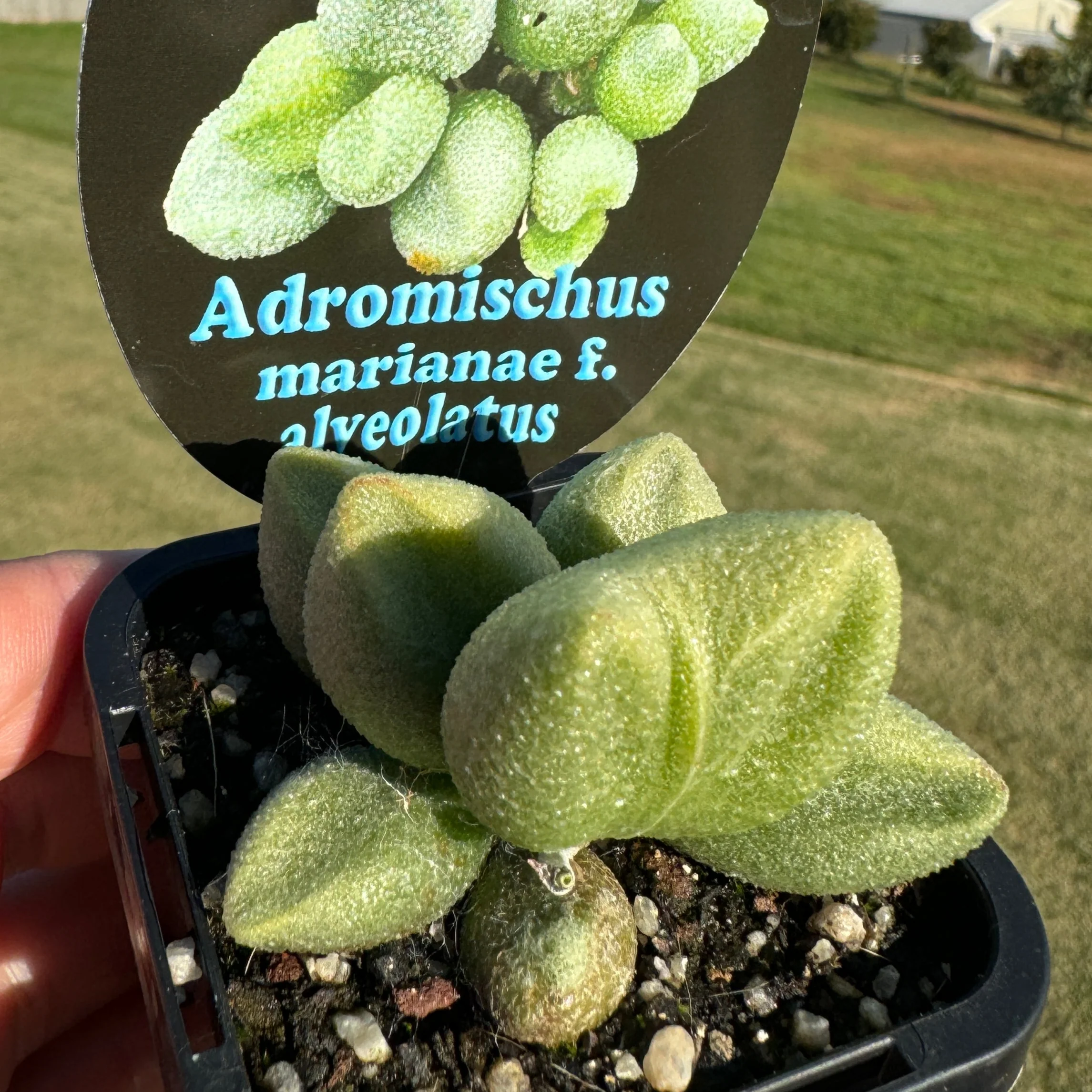 Adromischus marianae f. Alveolatus - Image 3
