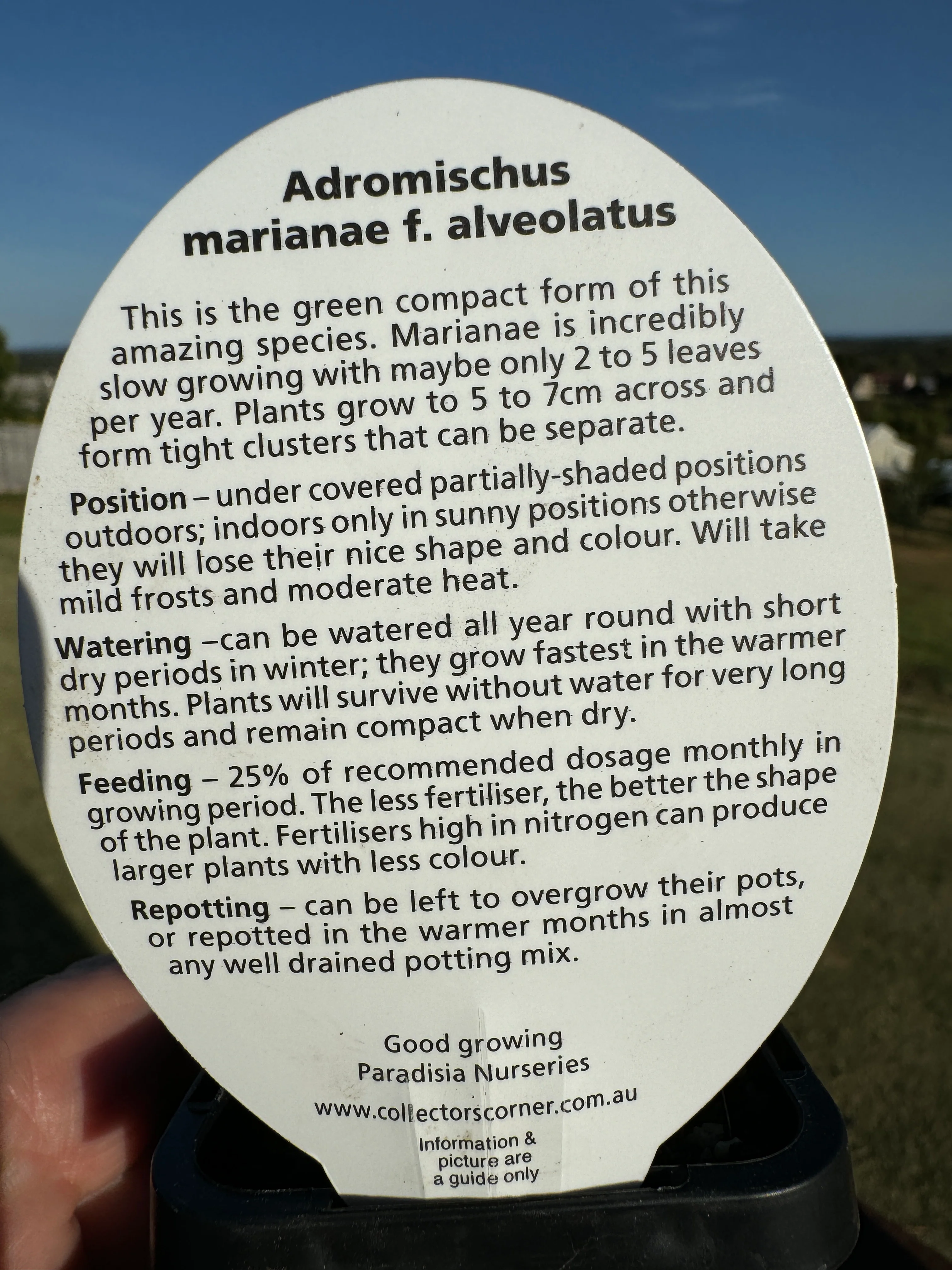 Adromischus marianae f. Alveolatus - Image 4