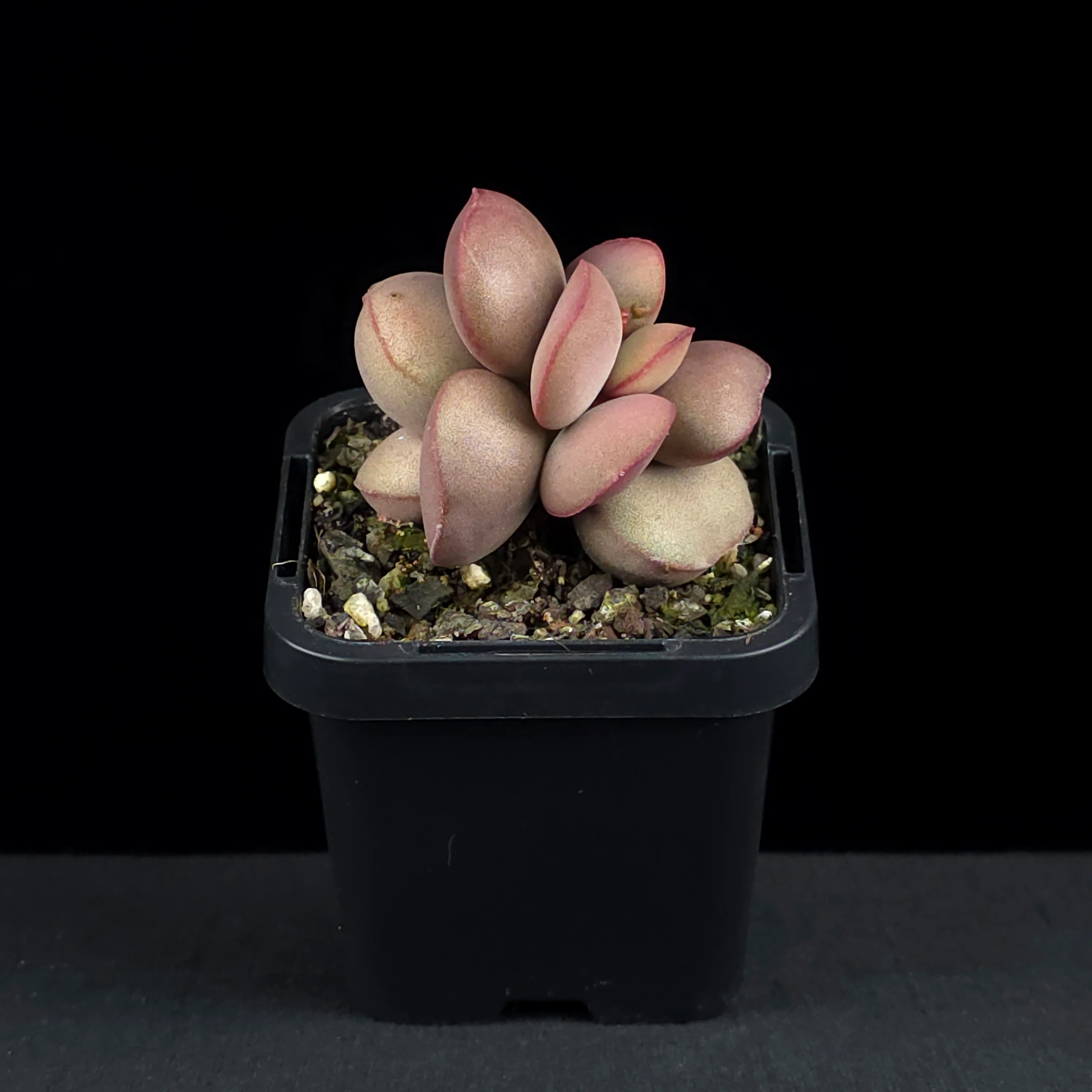 Adromischus marianae f. hallii - Image 3