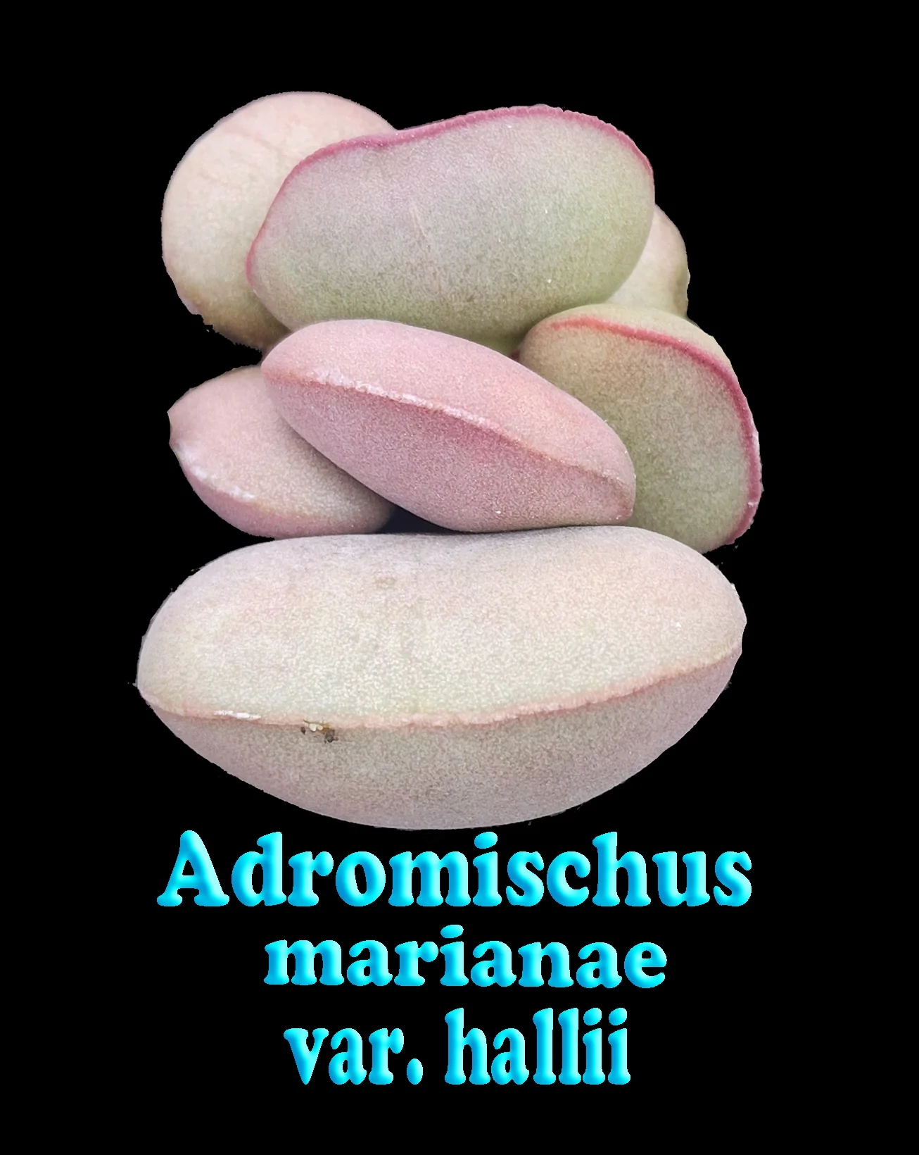 Adromischus marianae f. hallii - Image 5