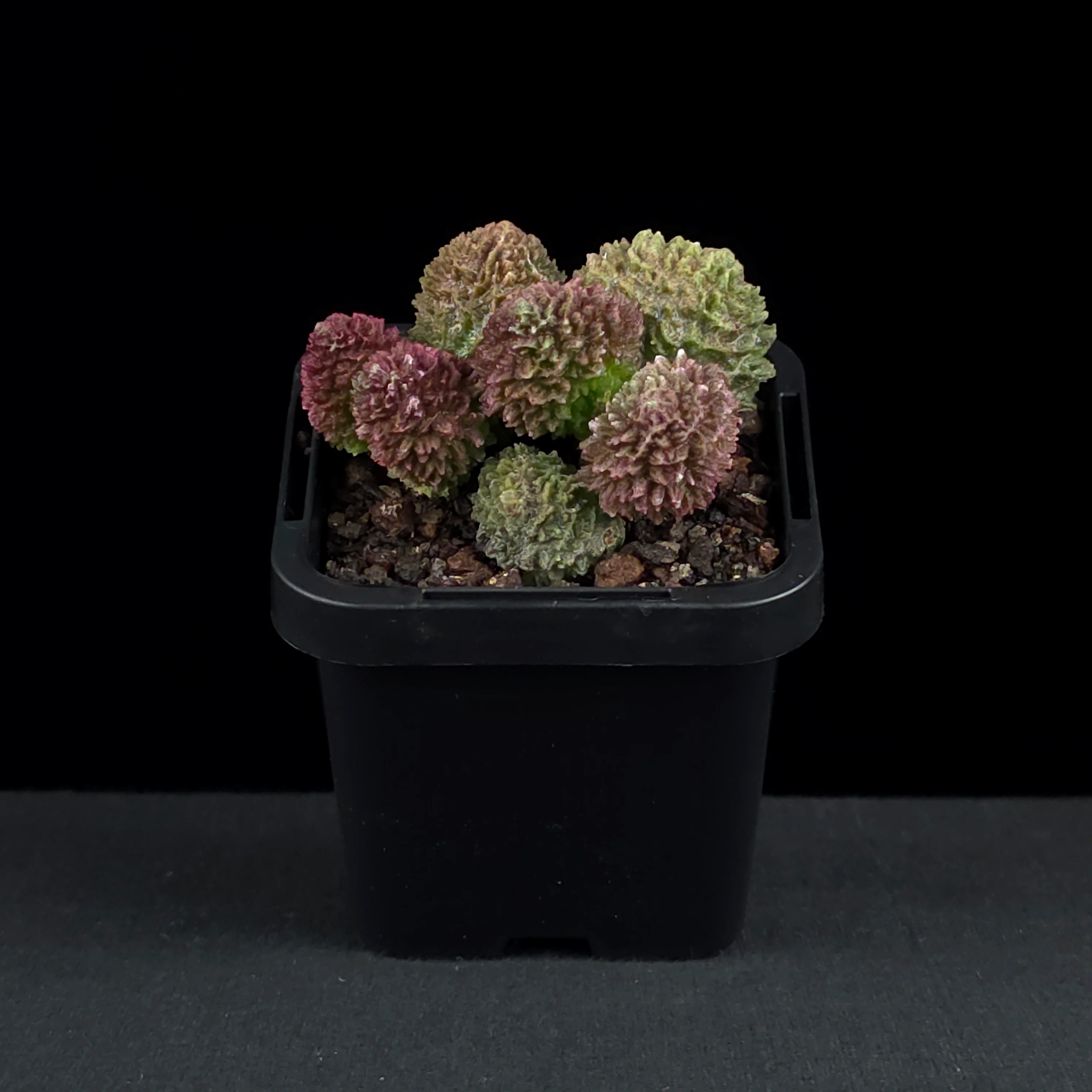 Adromischus marianae f. herrei - Image 3