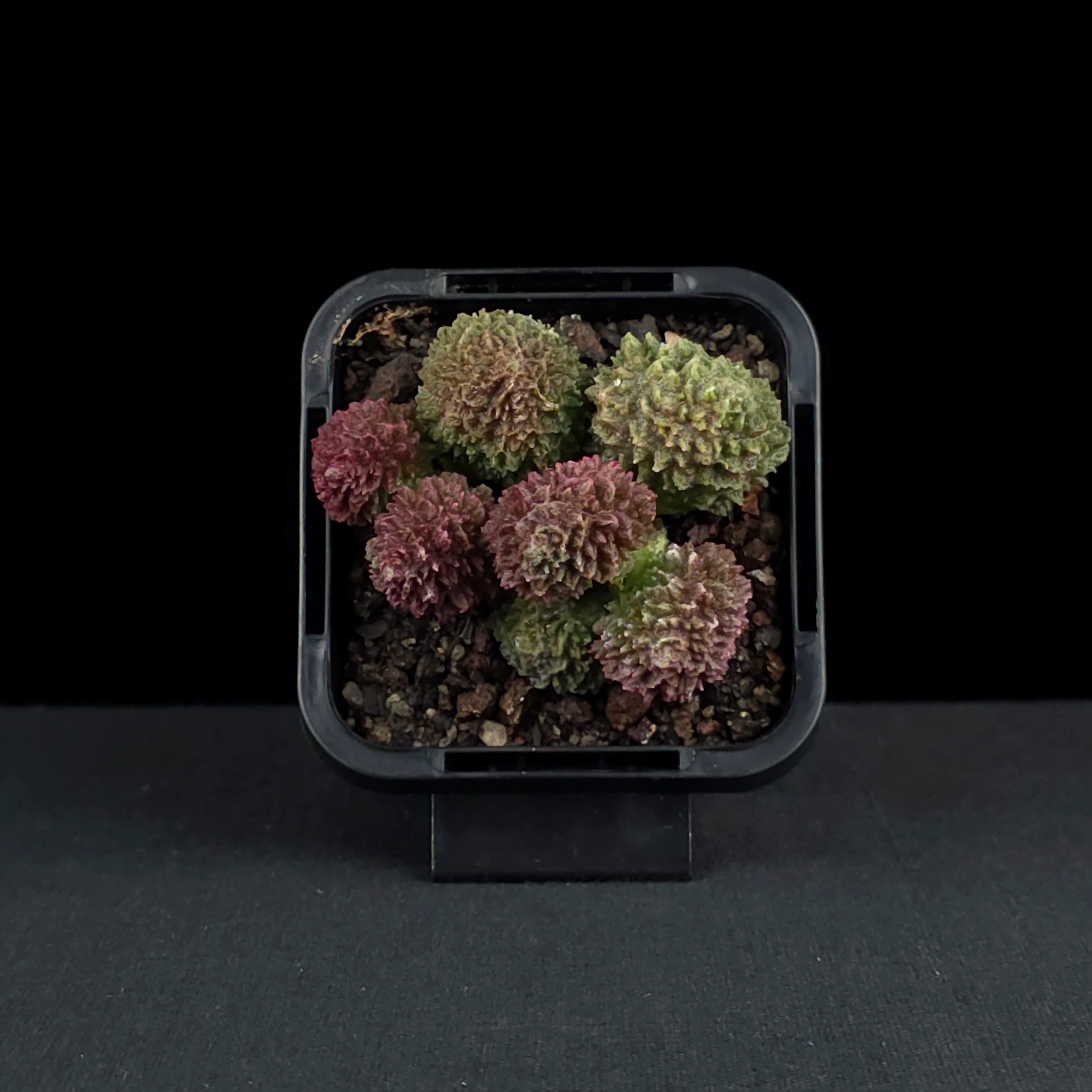 Adromischus marianae f. herrei - Image 4