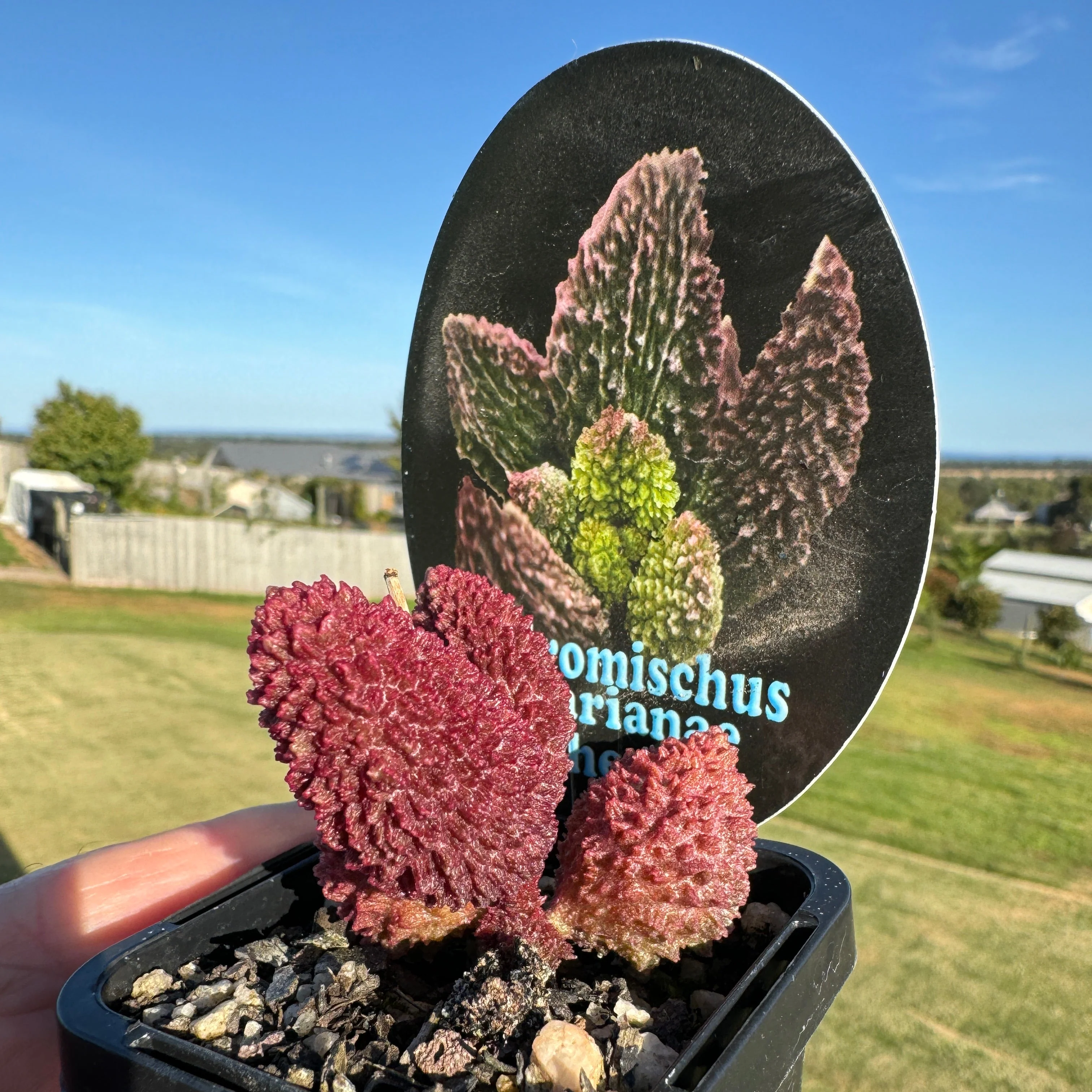 Adromischus marianae f. herrei - Image 5