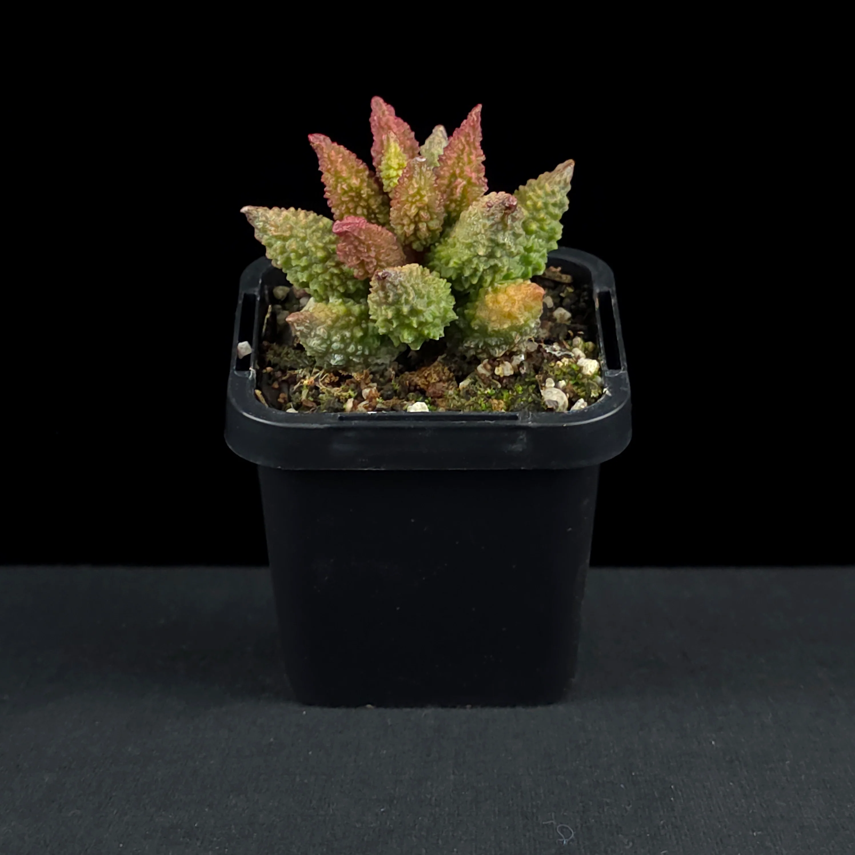 Adromischus marianae f. herrei 'Narrow Leaved Form' - Image 3