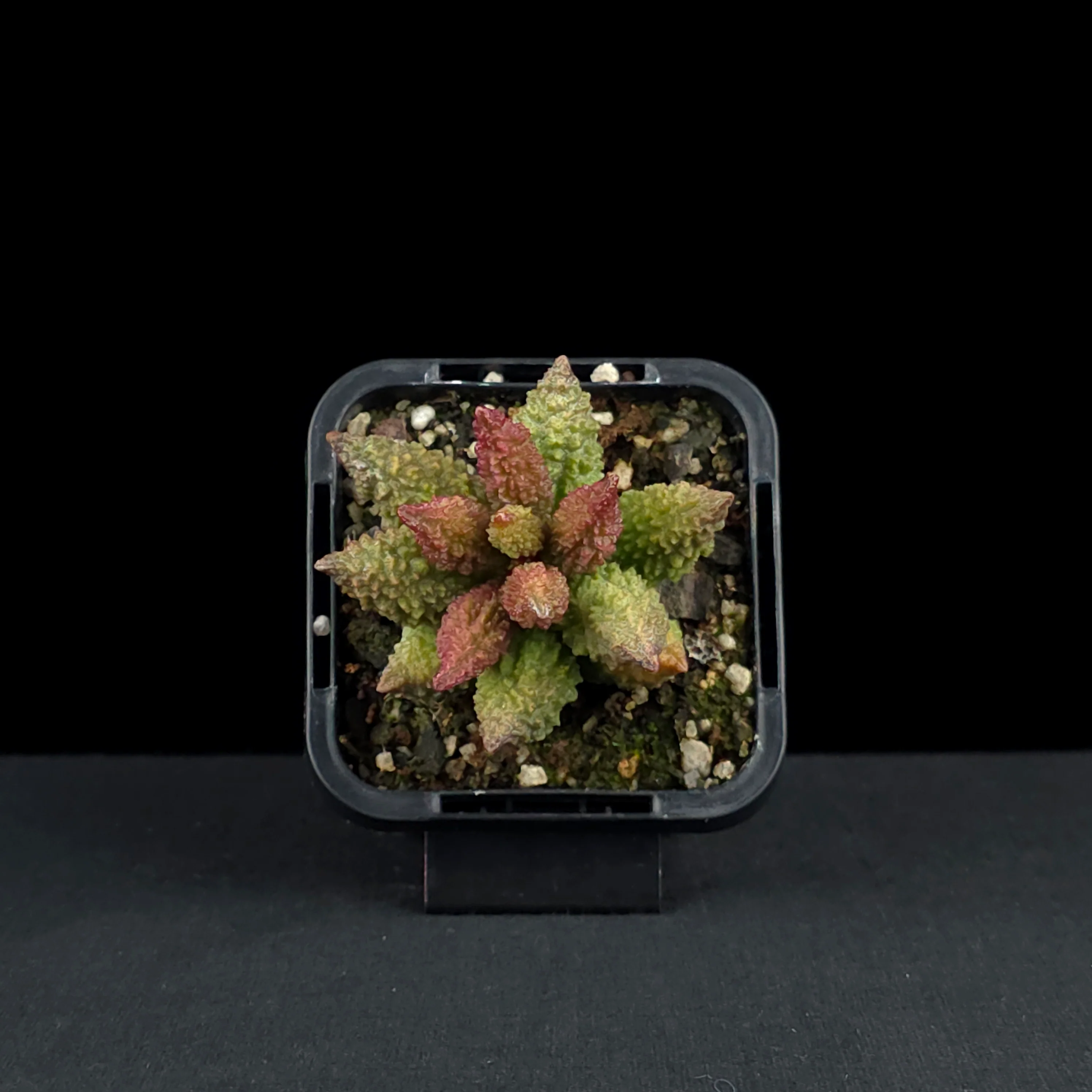 Adromischus marianae f. herrei 'Narrow Leaved Form' - Image 4