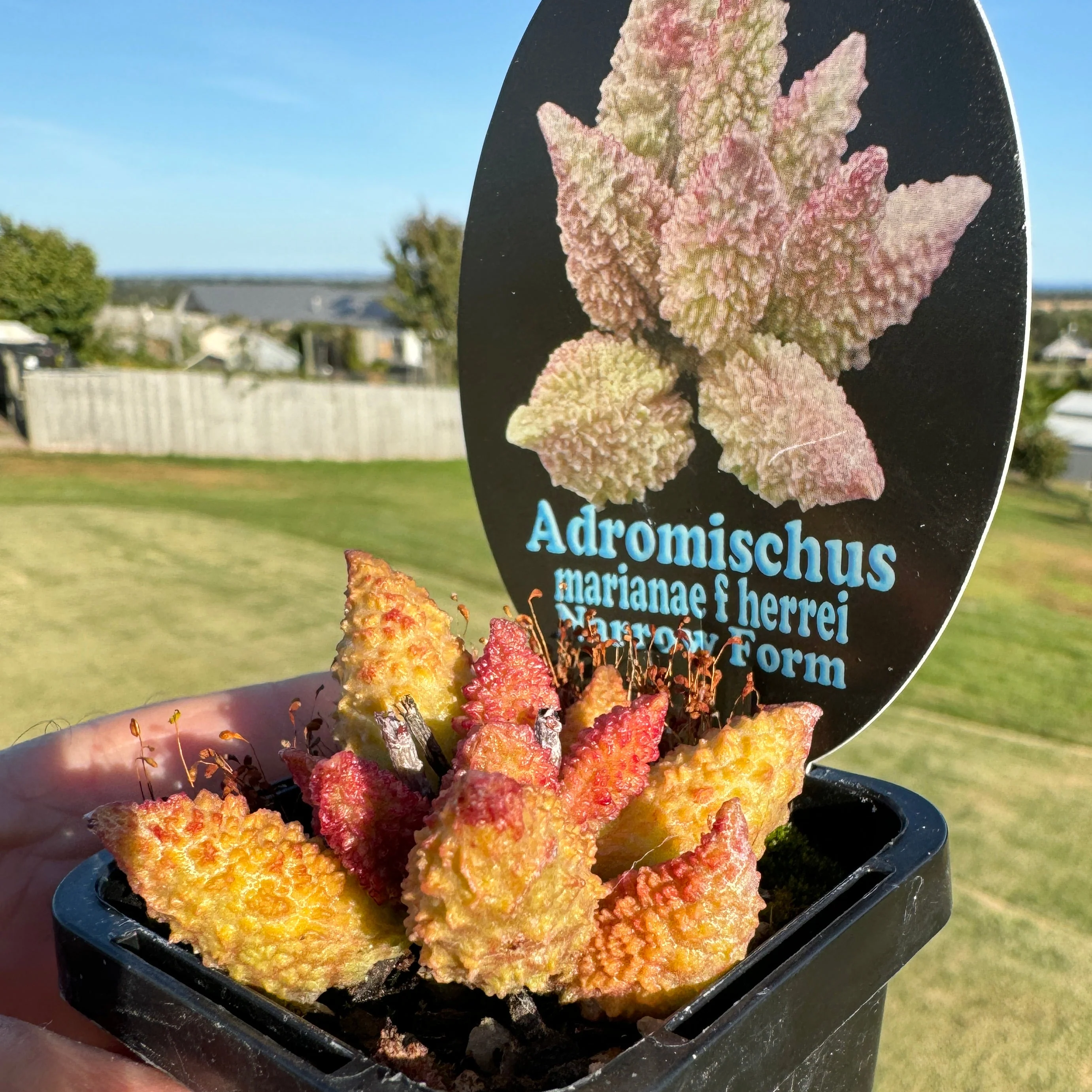 Adromischus marianae f. herrei 'Narrow Leaved Form' - Image 5