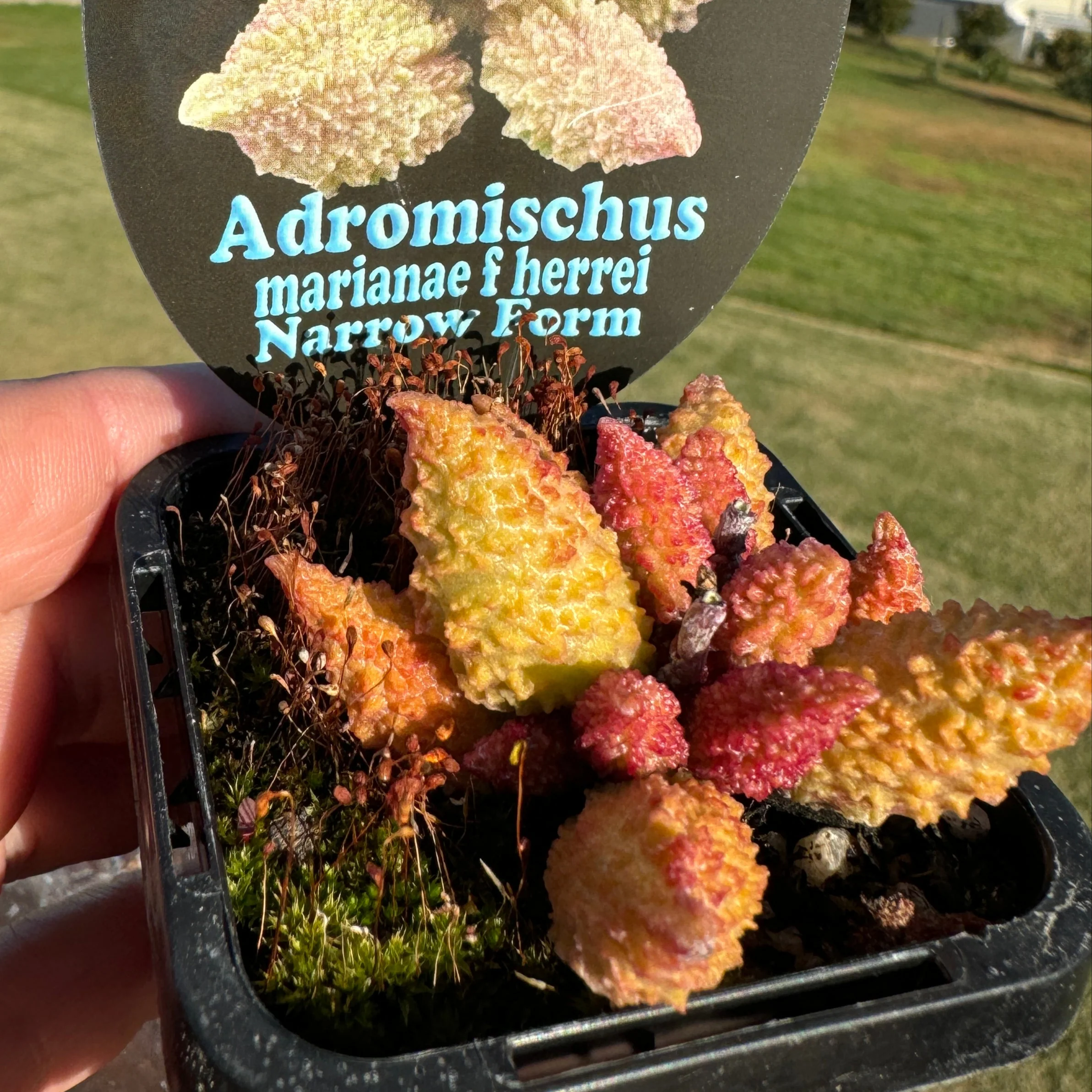 Adromischus marianae f. herrei 'Narrow Leaved Form' - Image 6
