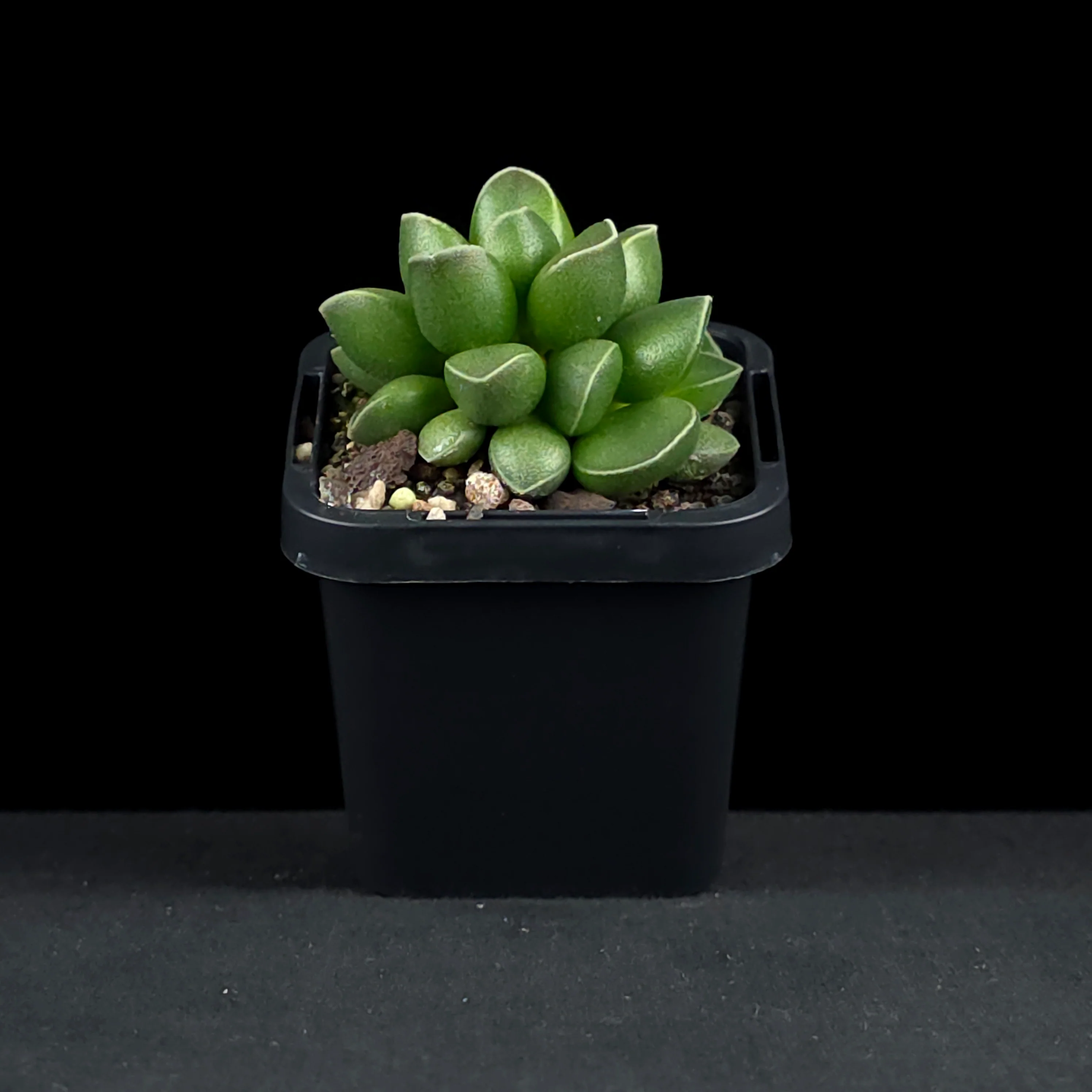 Adromischus marianae var. tanqua - Image 3