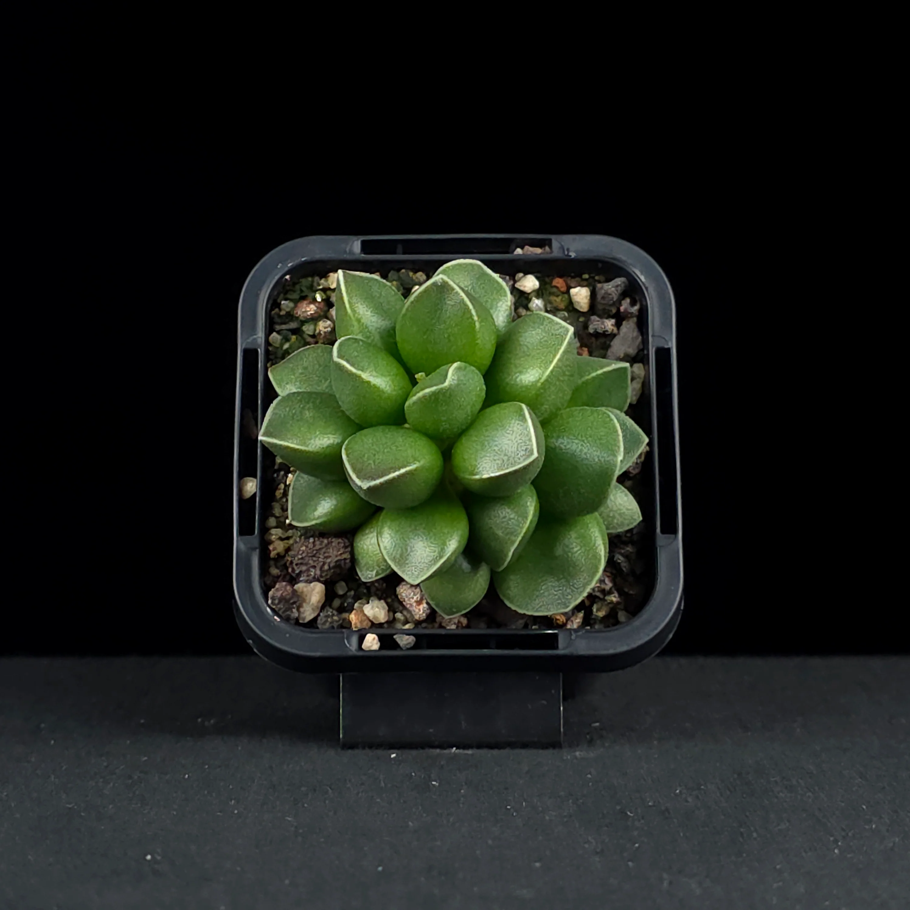 Adromischus marianae var. tanqua - Image 4