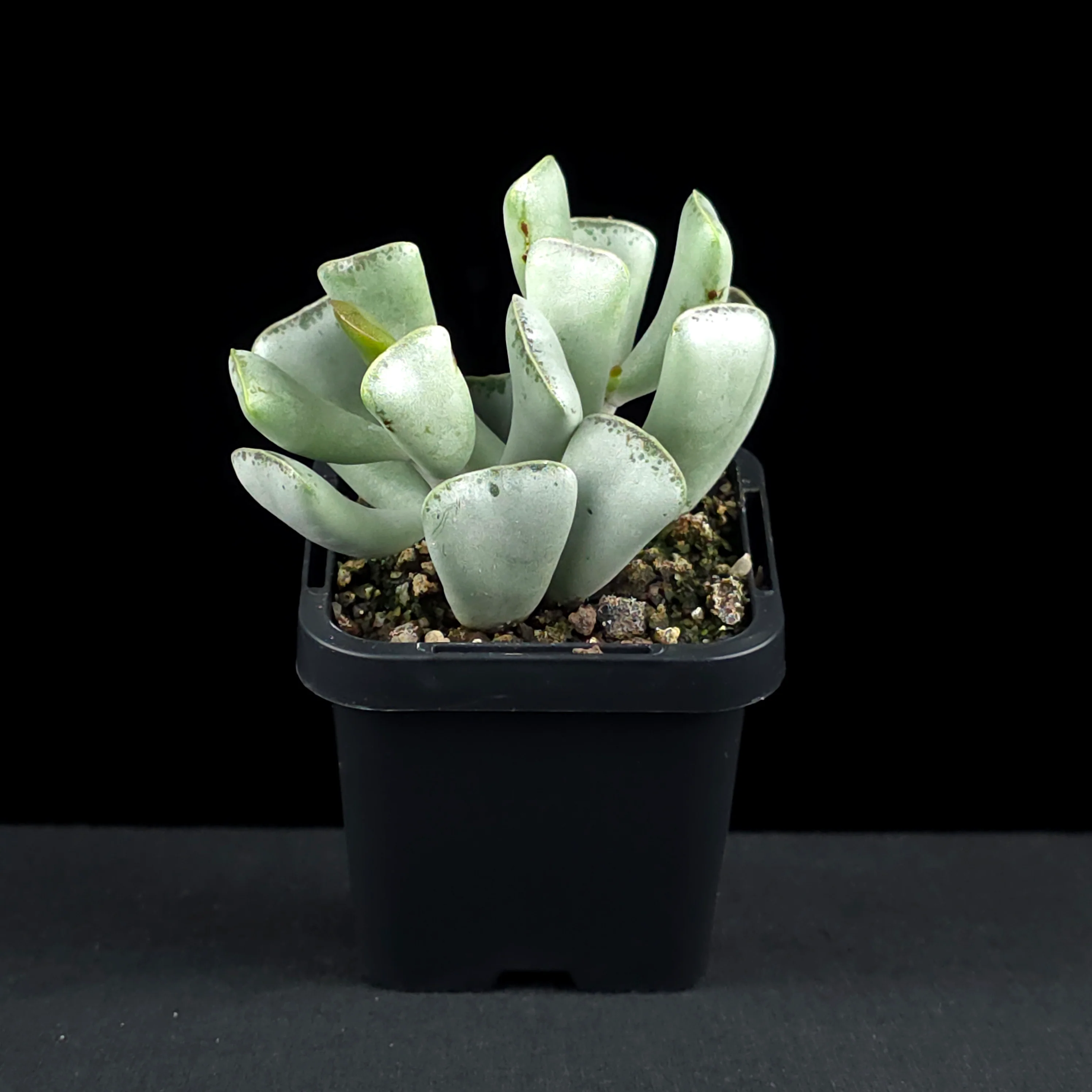 Adromischus triflorus - Image 3