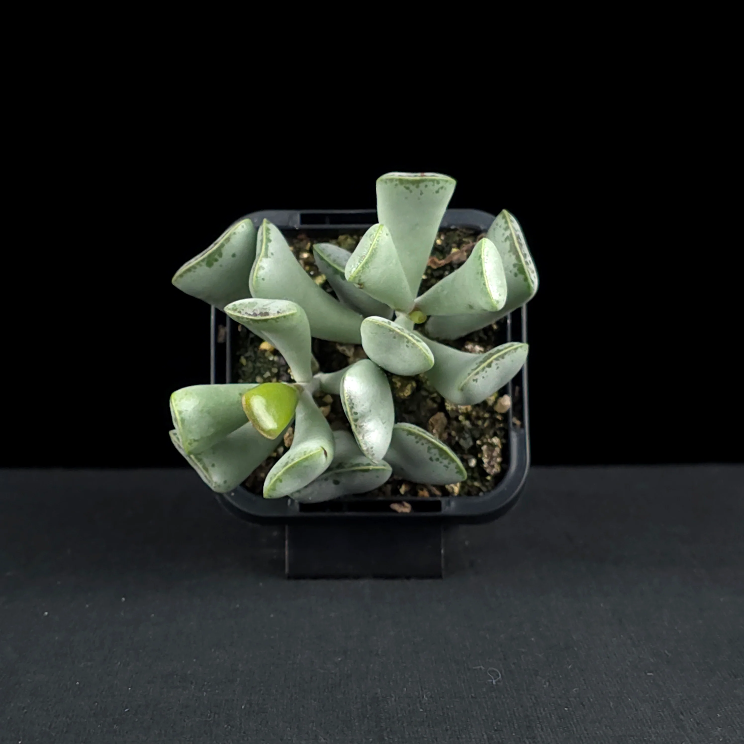 Adromischus triflorus - Image 4