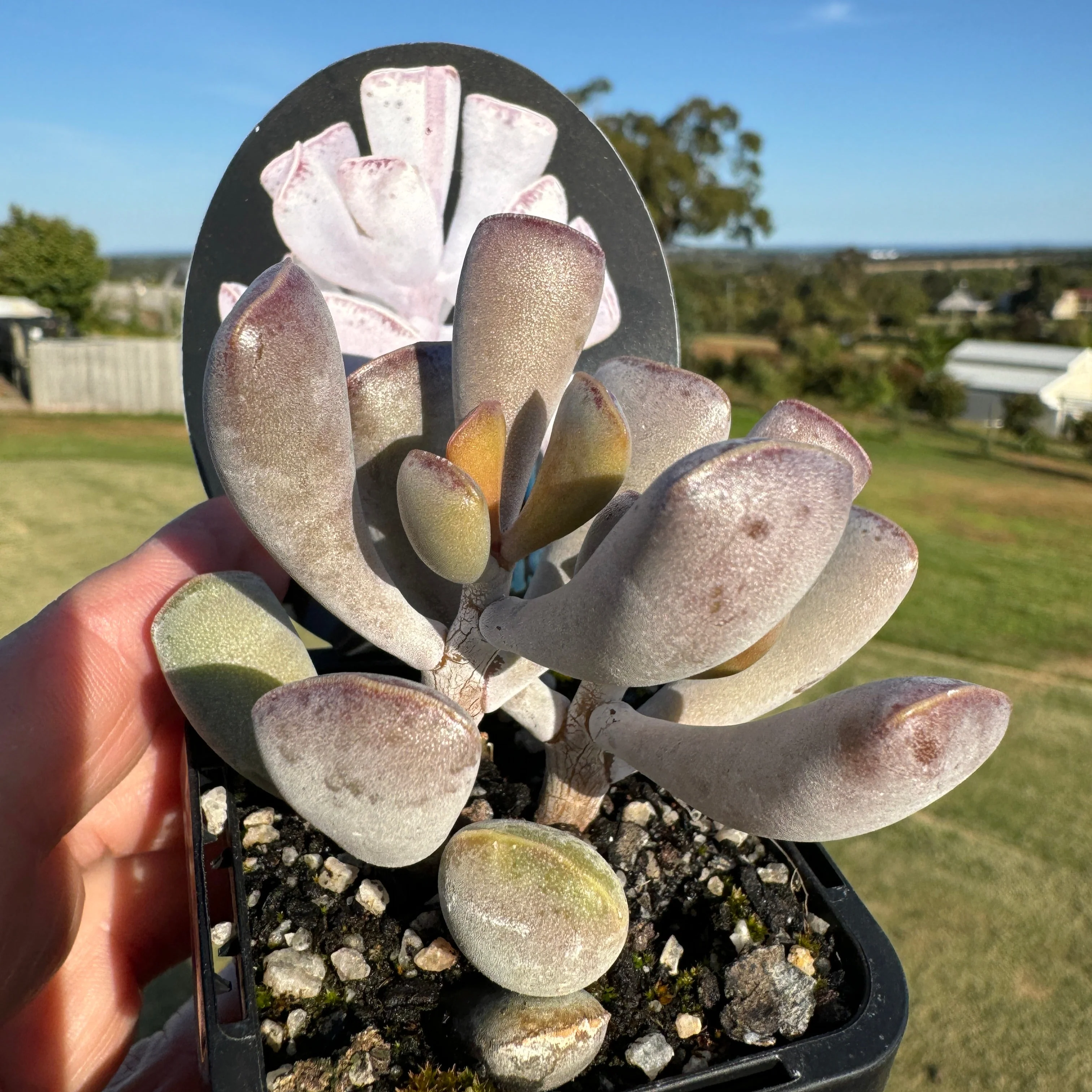 Adromischus triflorus - Image 5