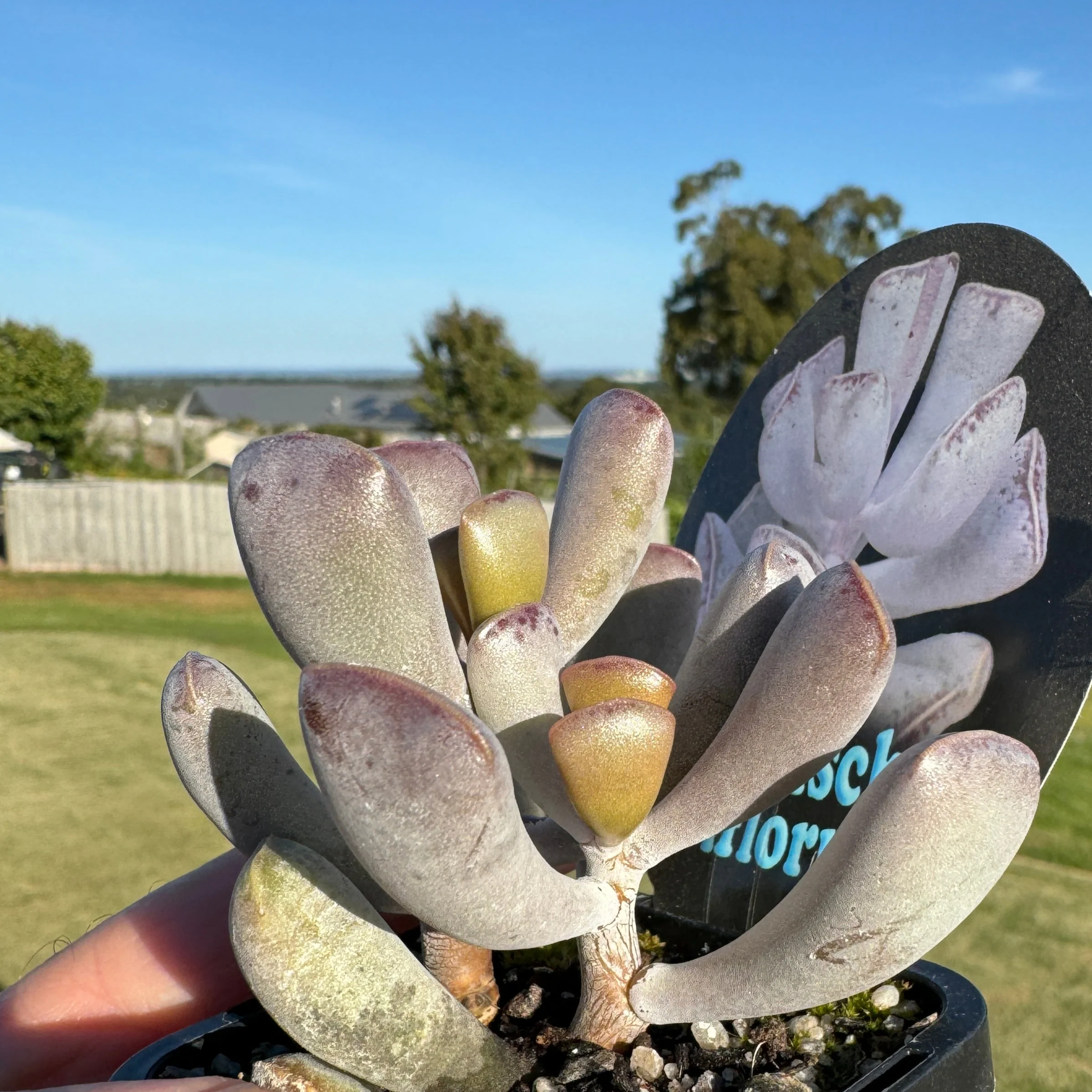 Adromischus triflorus - Image 6