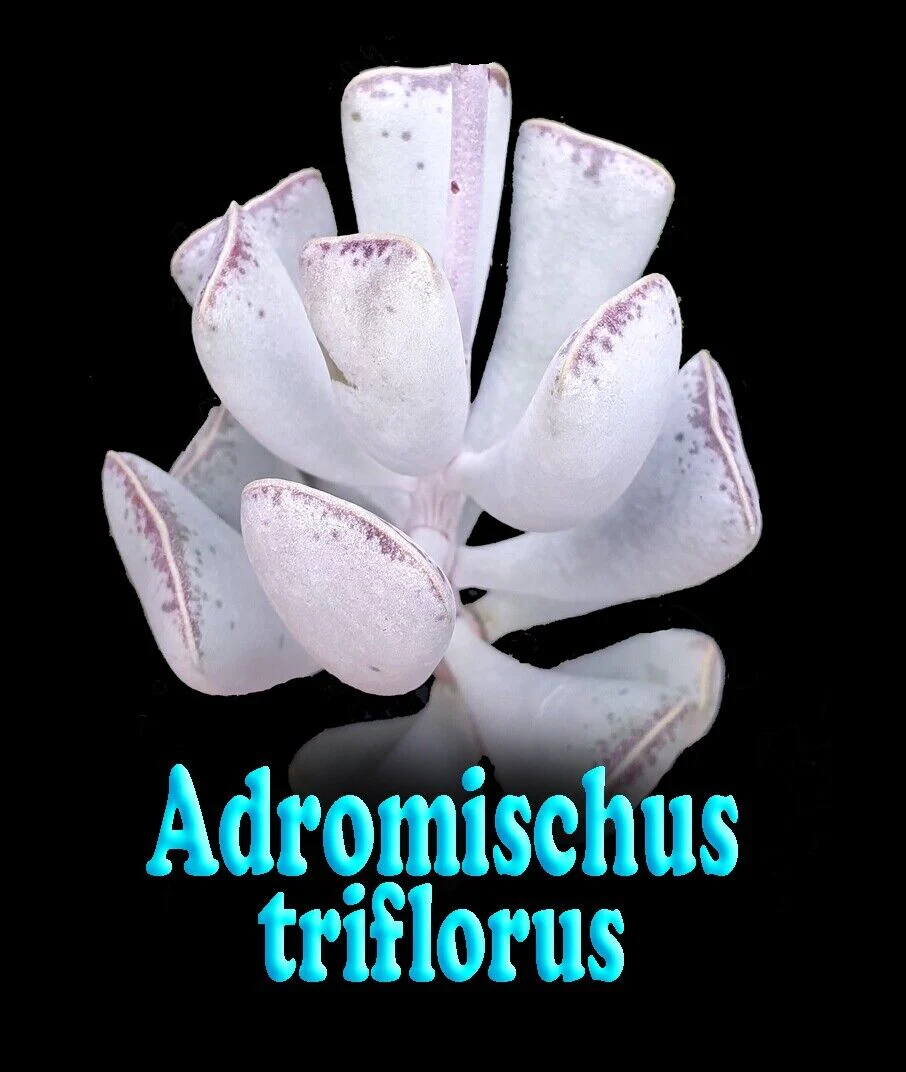 Adromischus triflorus - Image 7