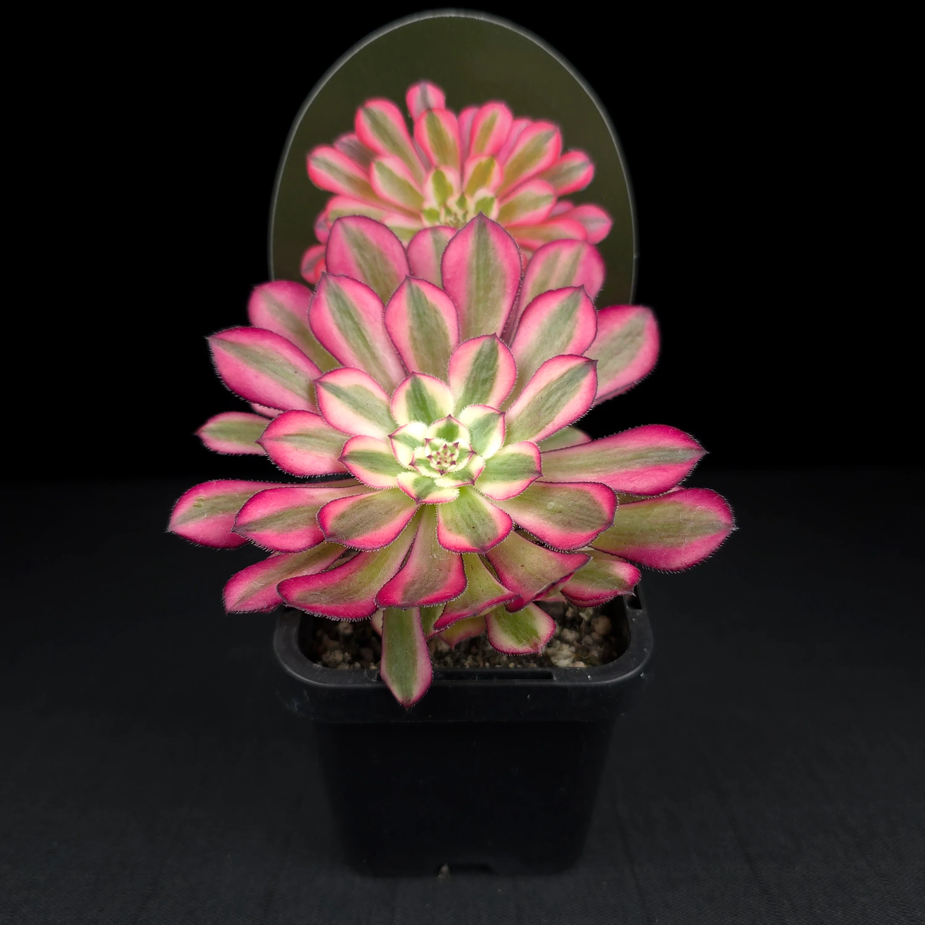 Aeonium arboreum 'Bronze Teacup' - Image 3