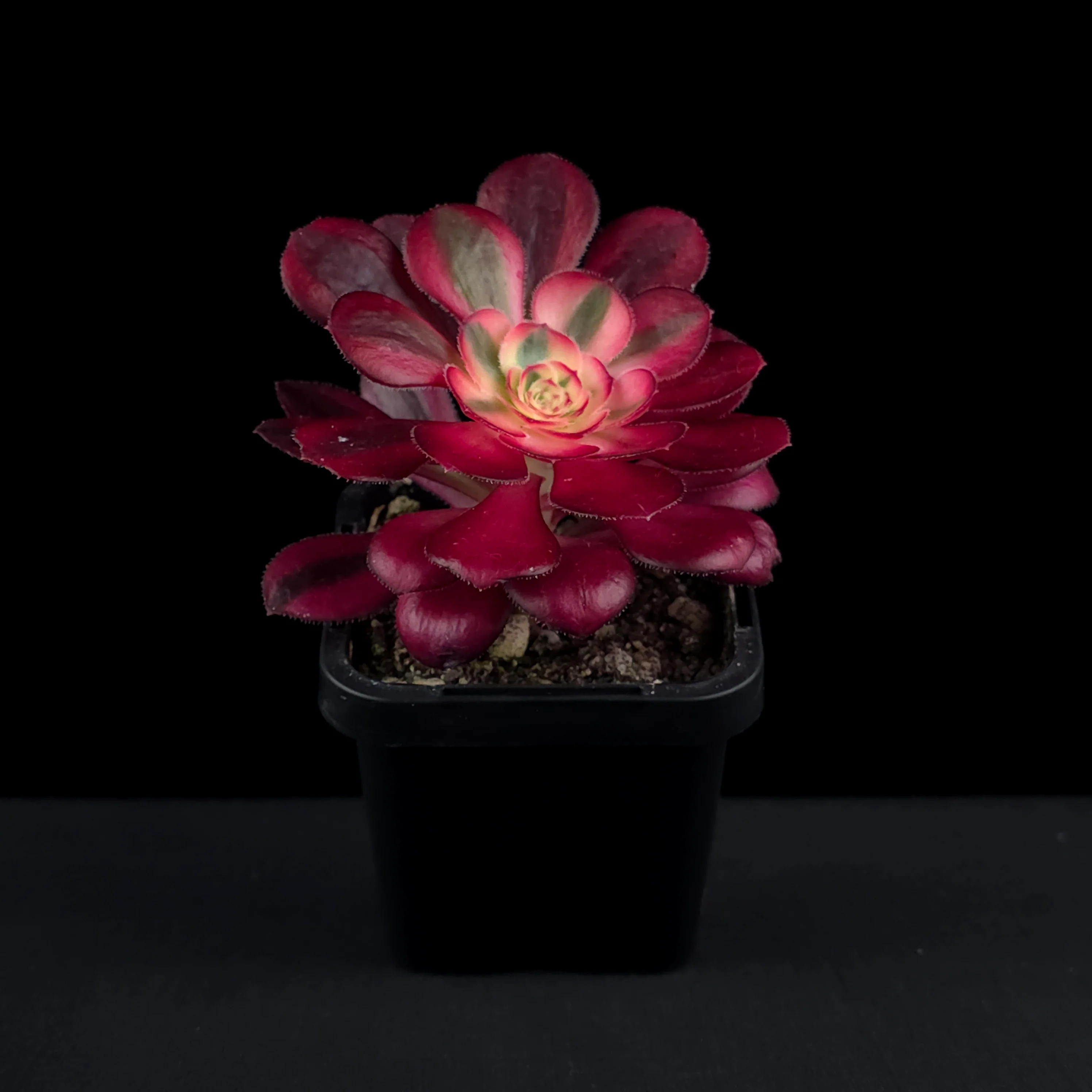 Aeonium arboreum 'Chanel' - Image 3