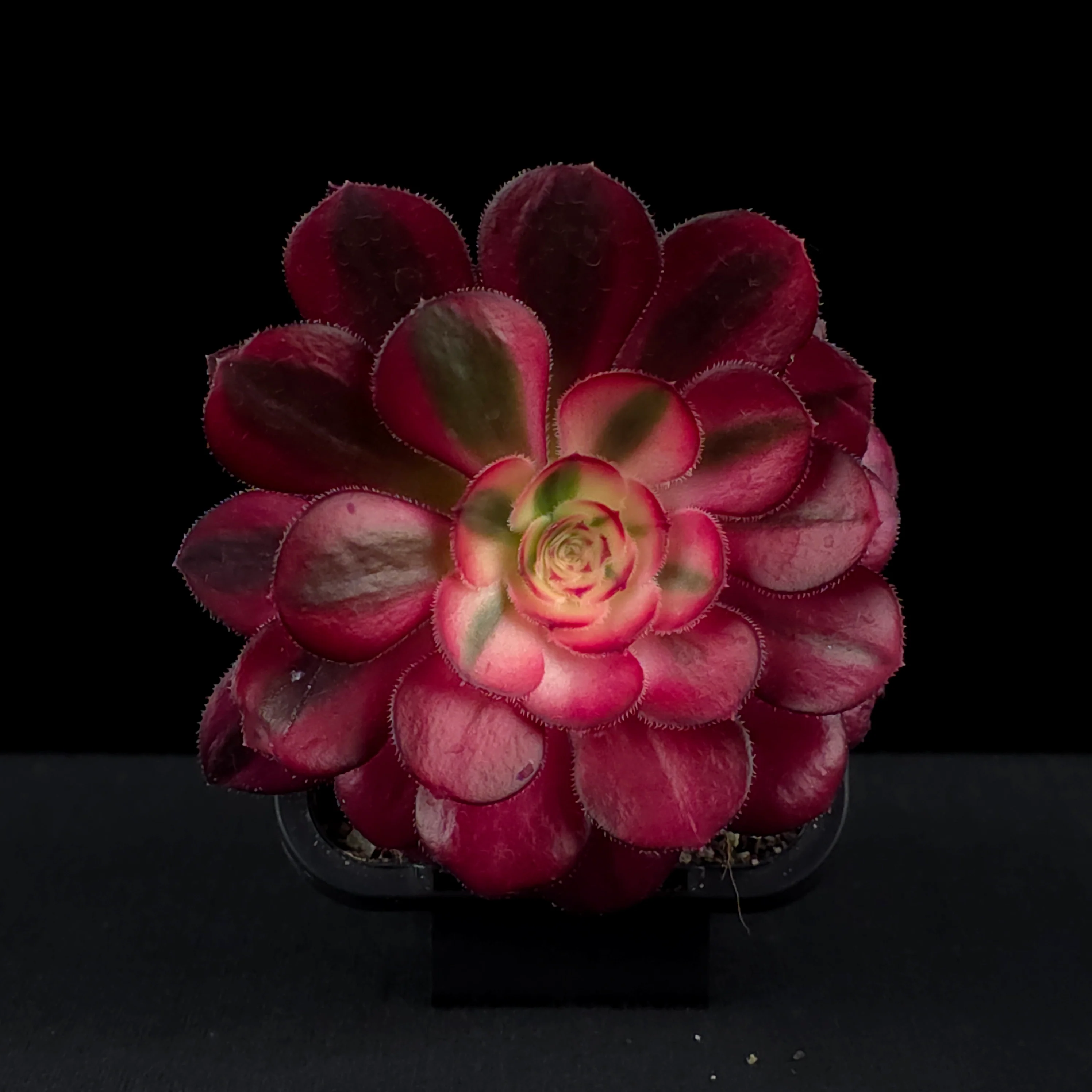 Aeonium arboreum 'Chanel' - Image 4