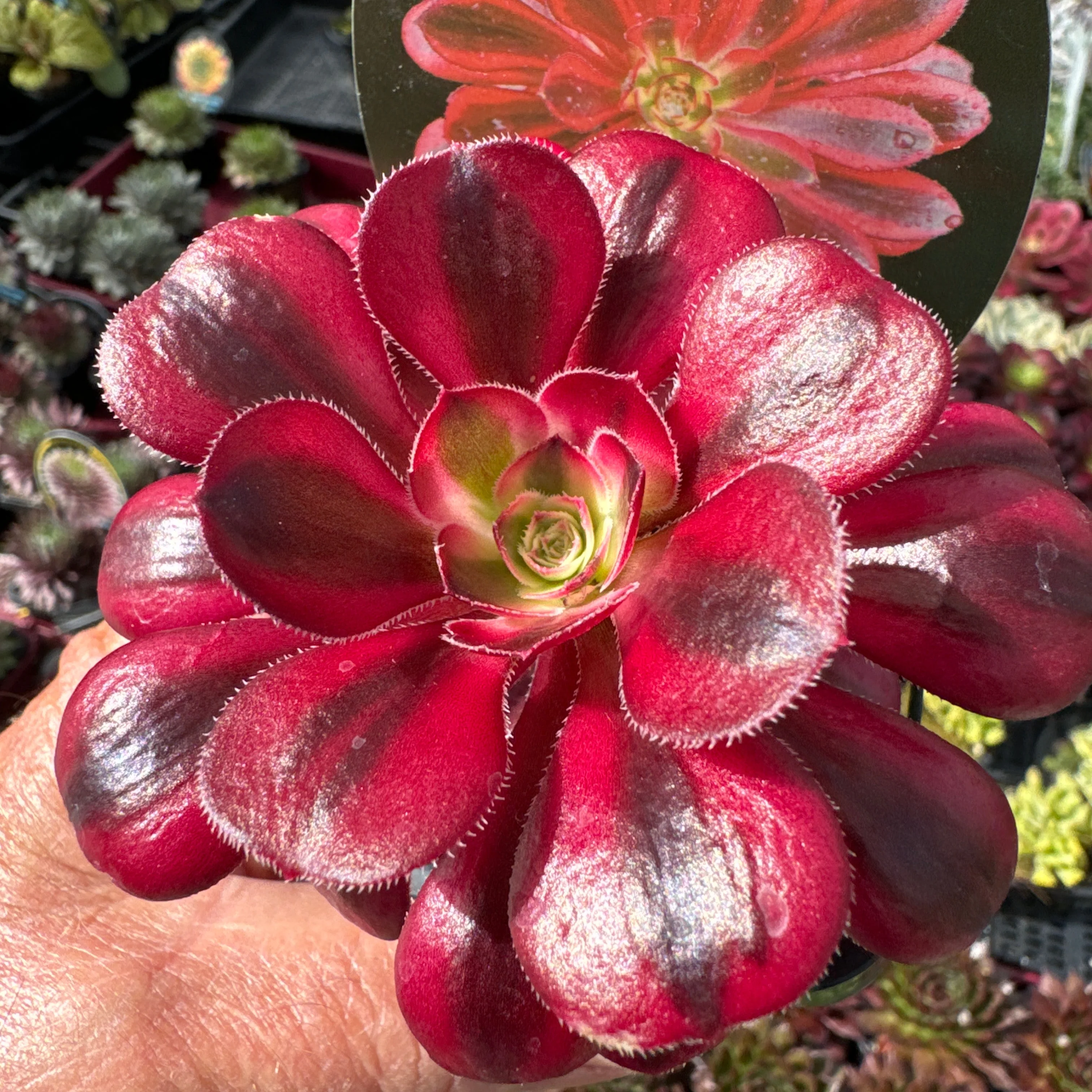Aeonium arboreum 'Chanel' - Image 5