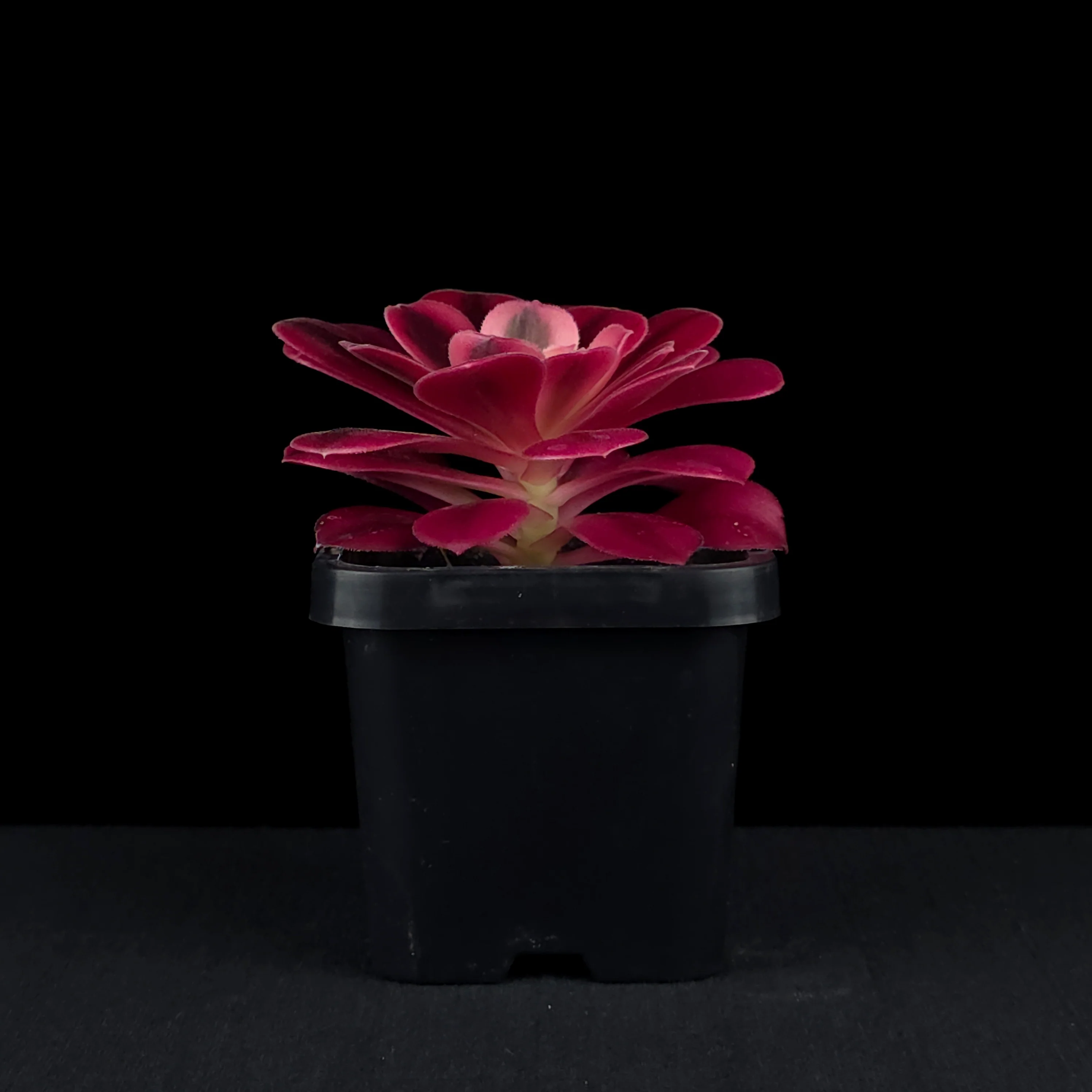 Aeonium arboreum 'Medusa' - Image 2