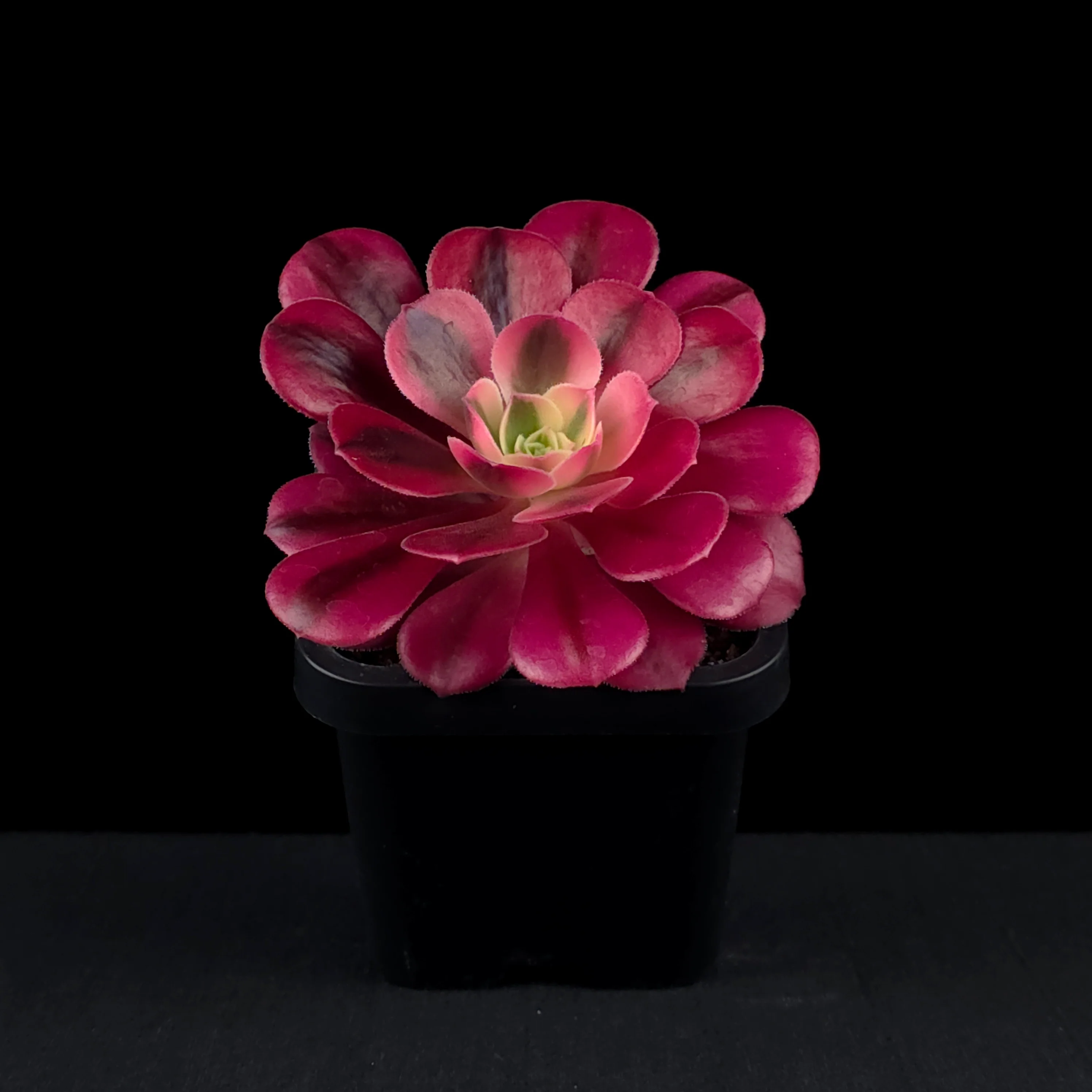Aeonium arboreum 'Medusa' - Image 3