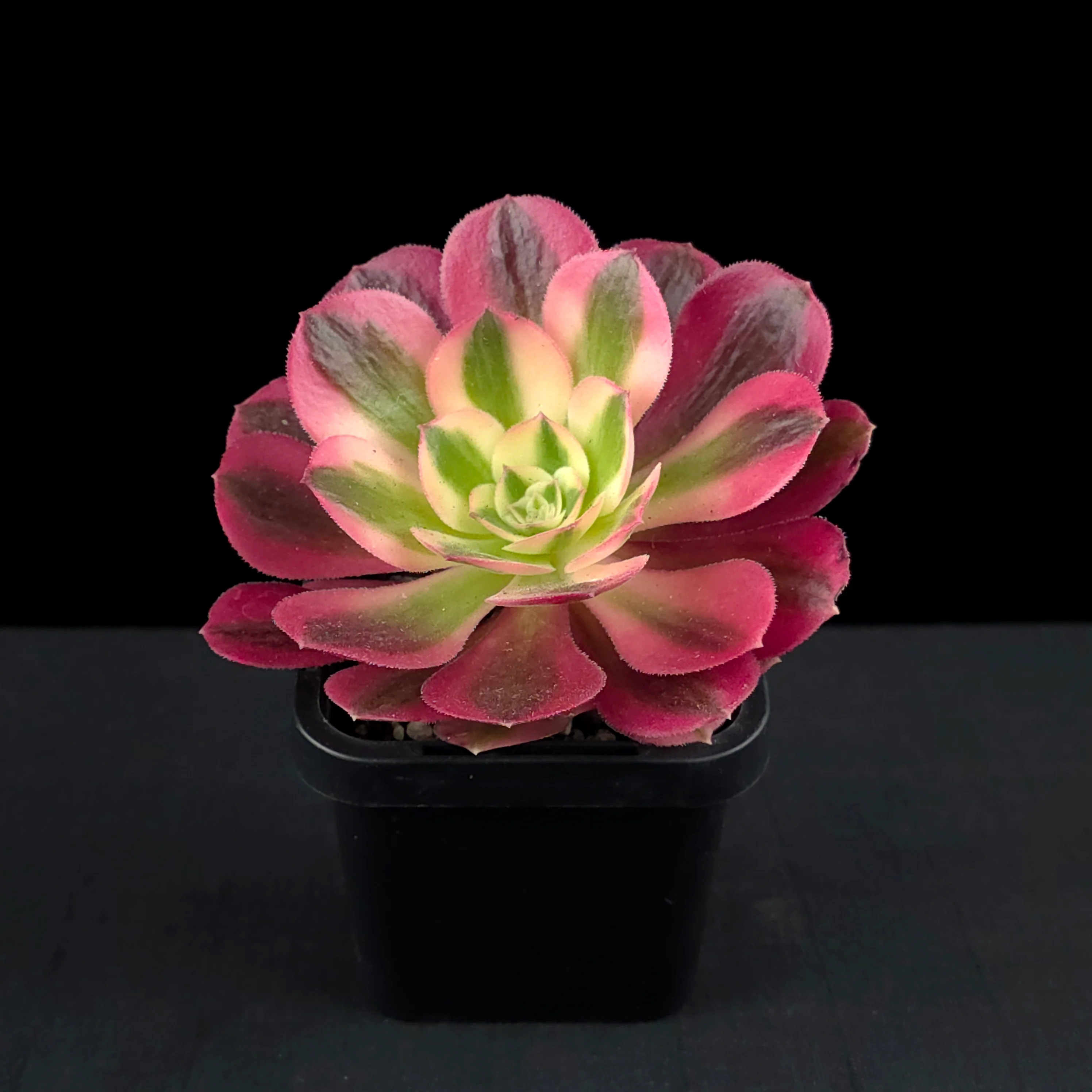 Aeonium arboreum 'Pink Witch' - Image 3