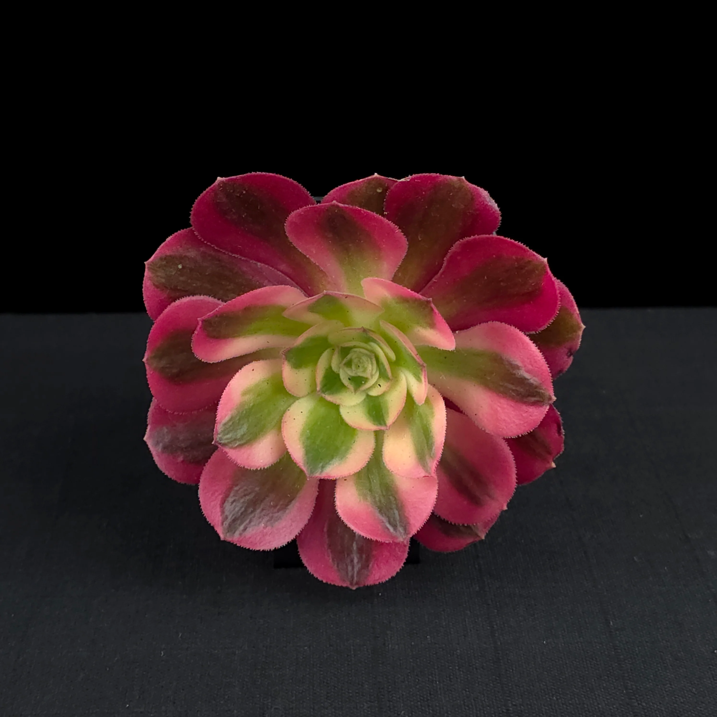 Aeonium arboreum 'Pink Witch' - Image 4