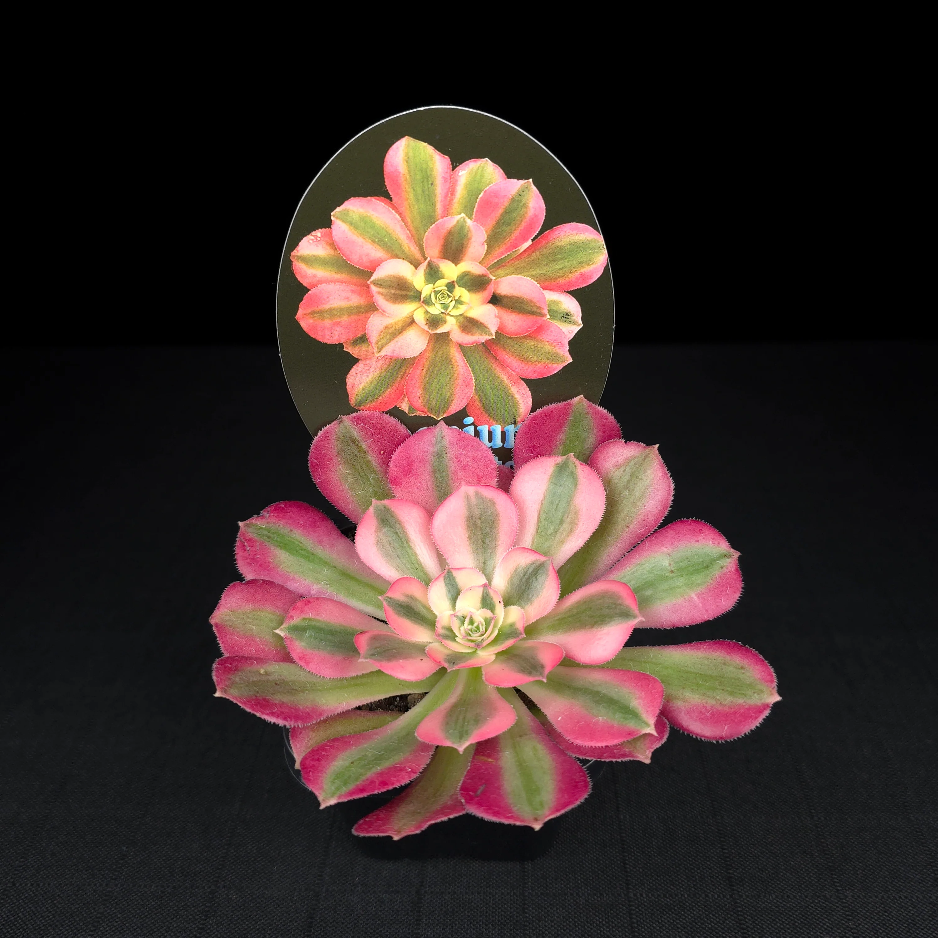 Aeonium arboreum 'Pink Witch' - Image 5
