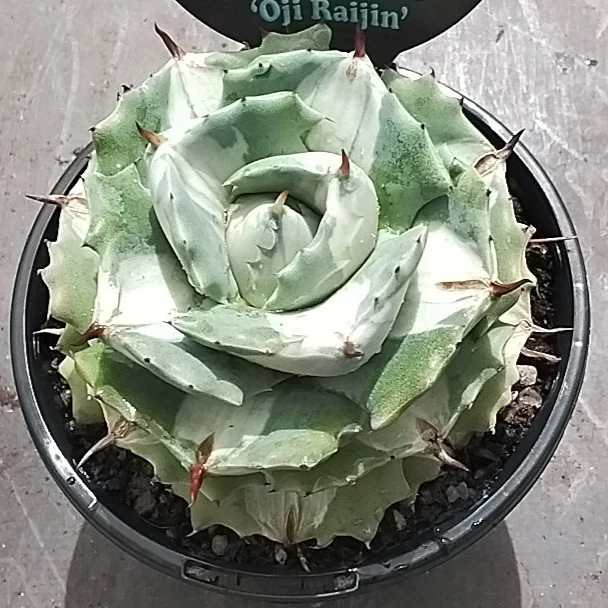 Agave isthmensis 'Ohi Raijin' - Image 3