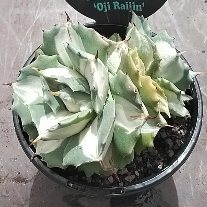 Agave isthmensis 'Ohi Raijin' - Image 4