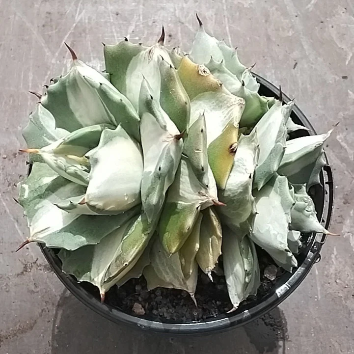 Agave isthmensis 'Ohi Raijin' - Image 5