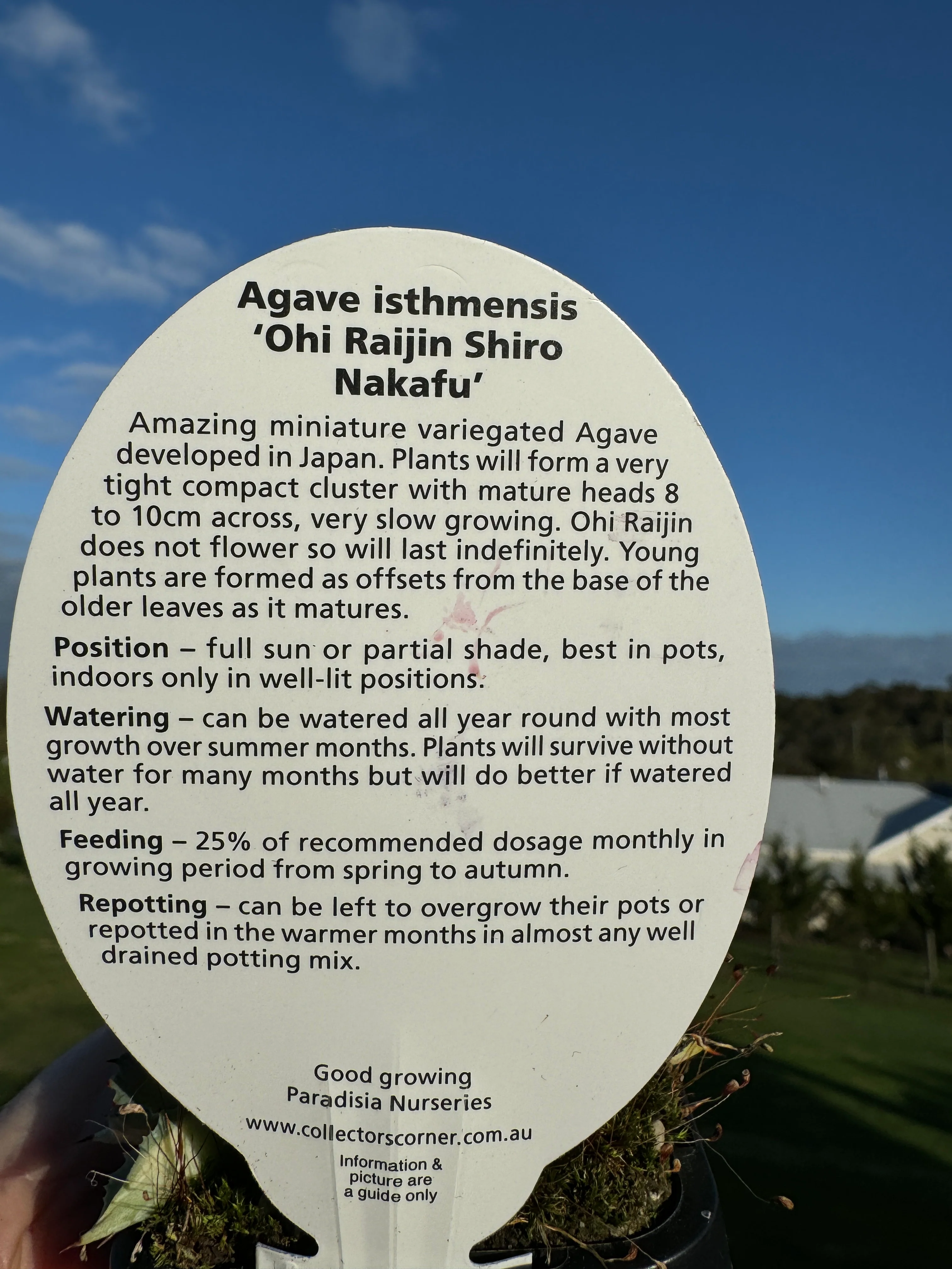 Agave isthmensis 'Ohi Raijin' - Image 6