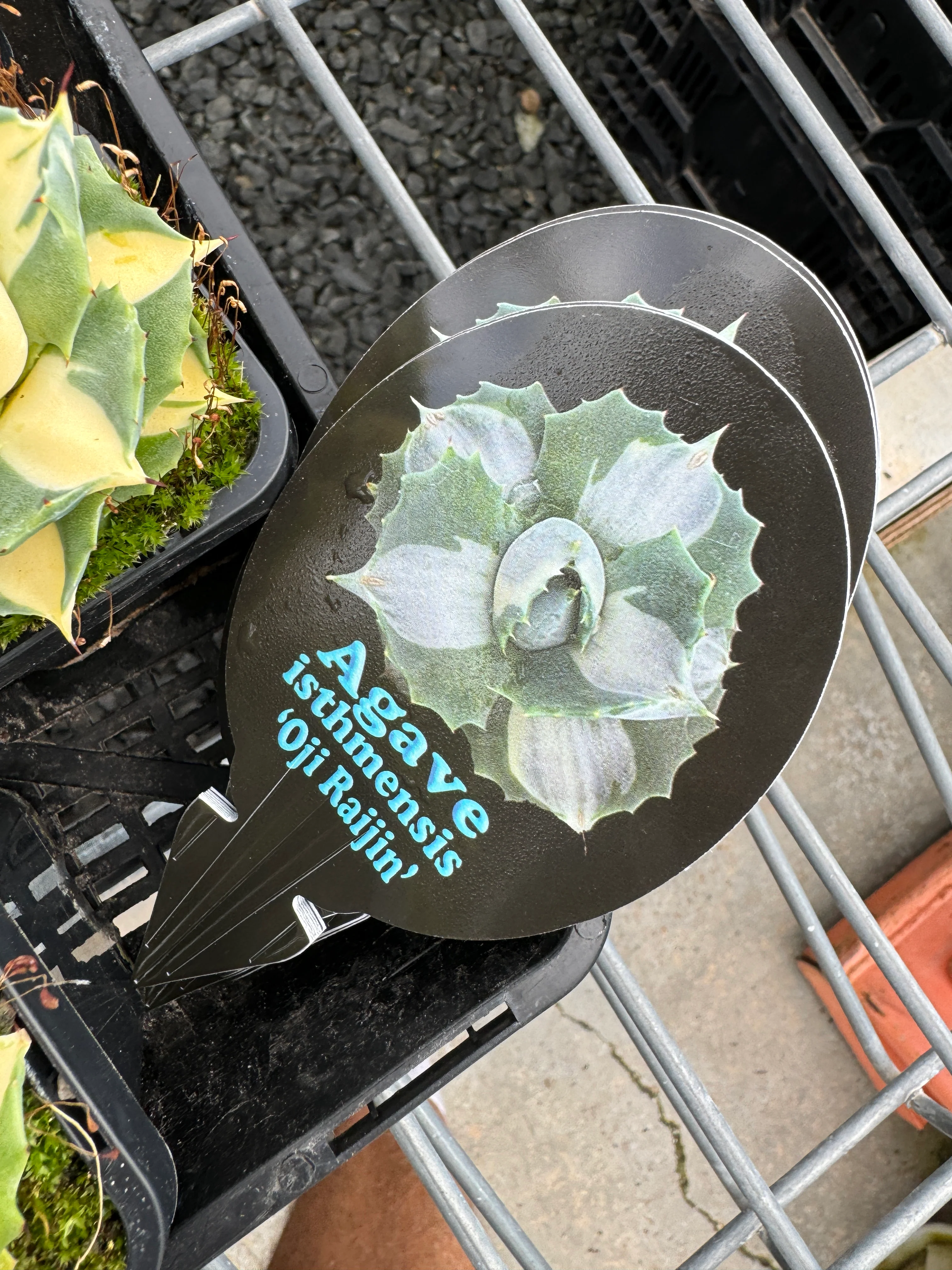 Agave isthmensis 'Ohi Raijin' Variegata - Image 2