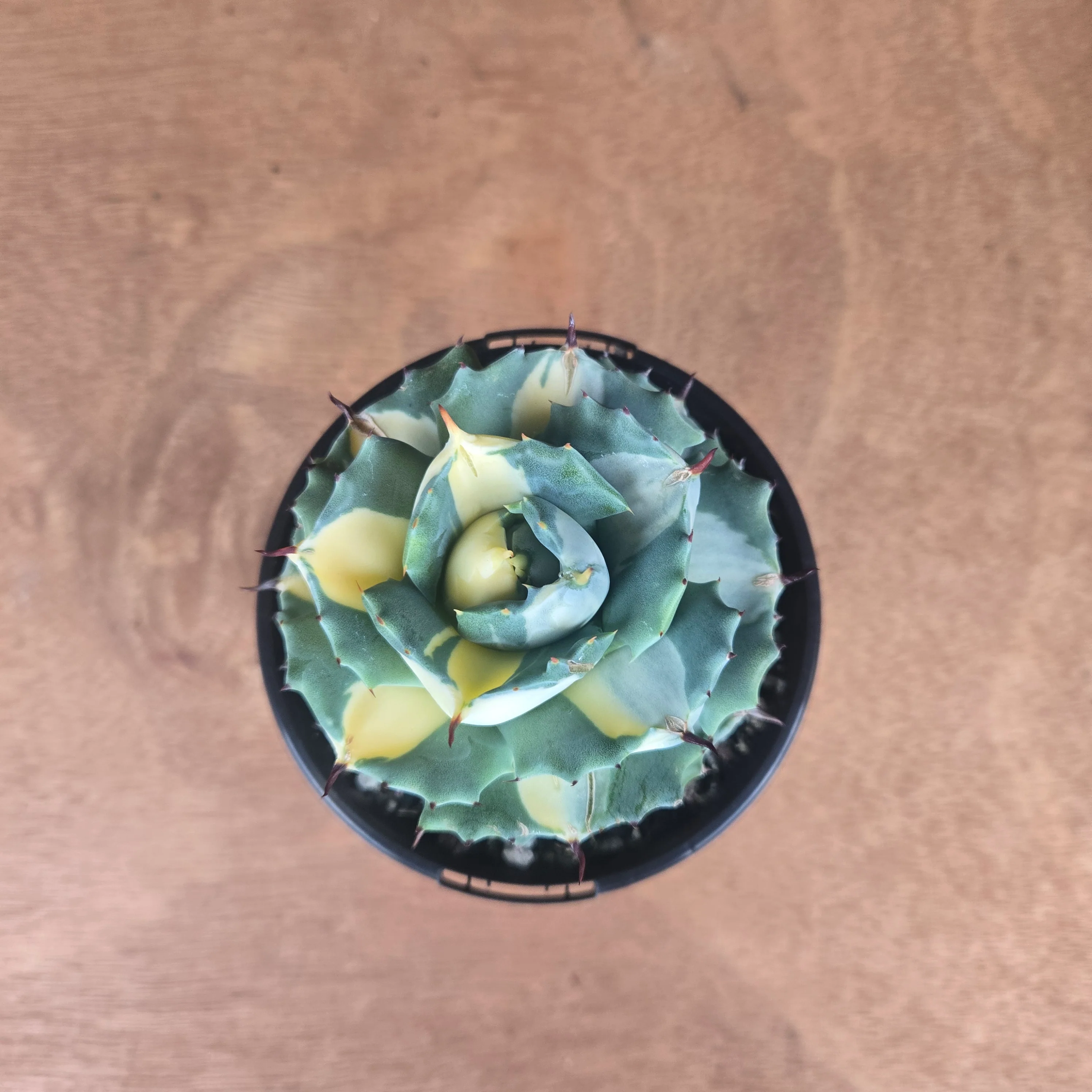 Agave isthmensis 'Ohi Raijin' Variegata - Image 3