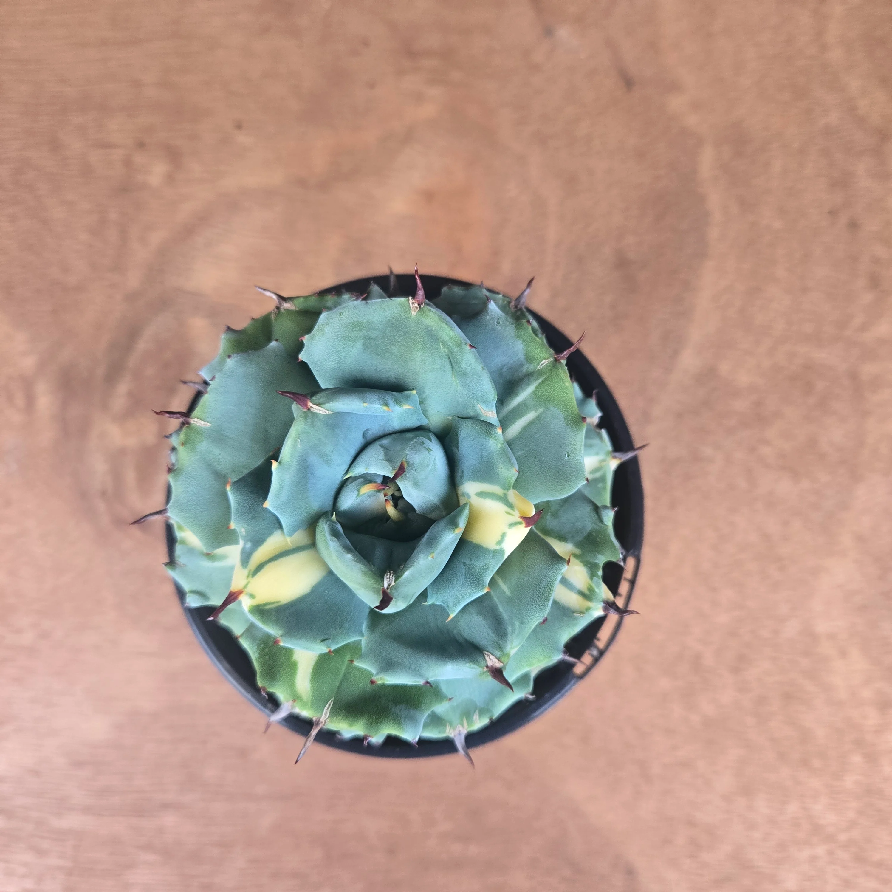 Agave isthmensis 'Ohi Raijin' Variegata - Image 4
