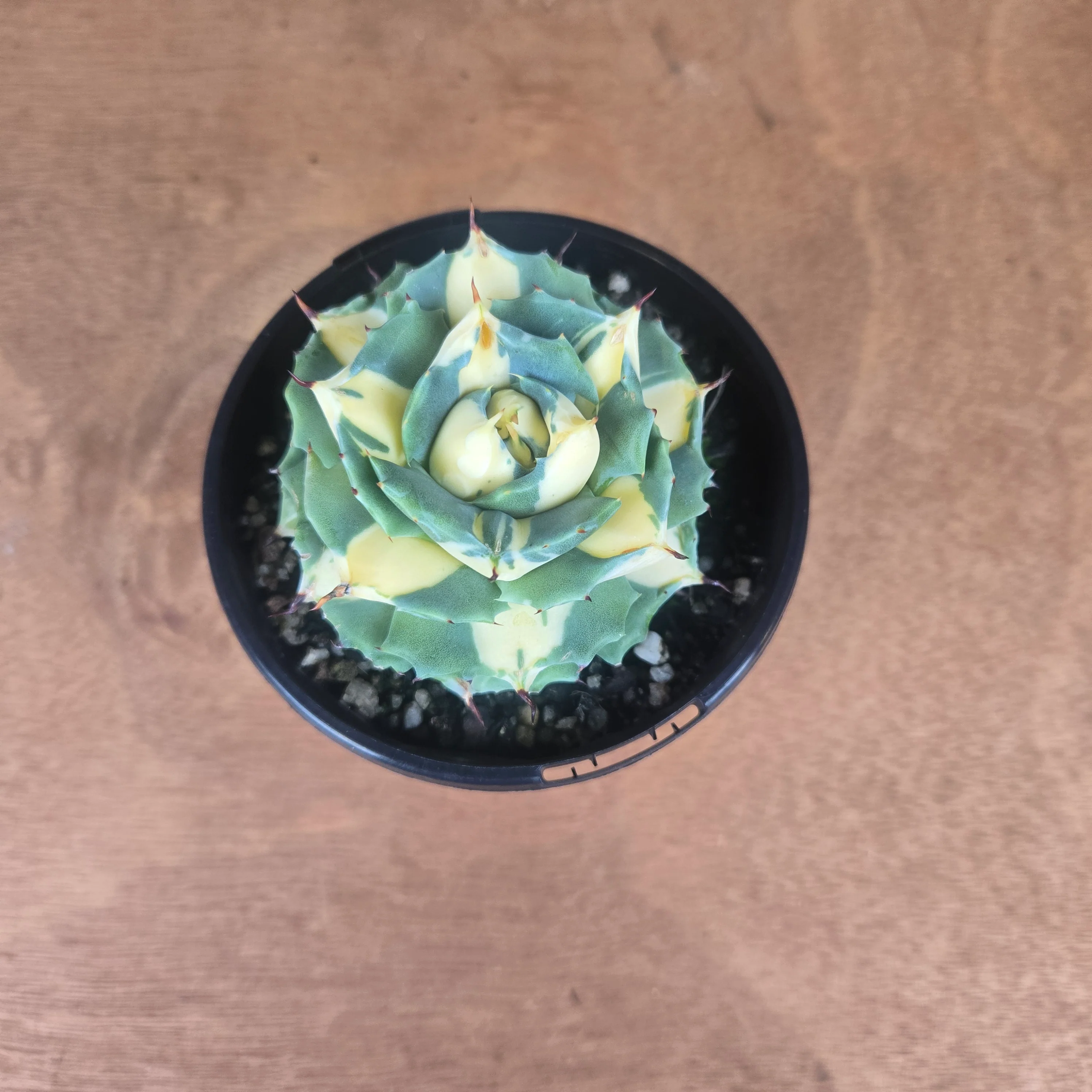Agave isthmensis 'Ohi Raijin' Variegata - Image 5