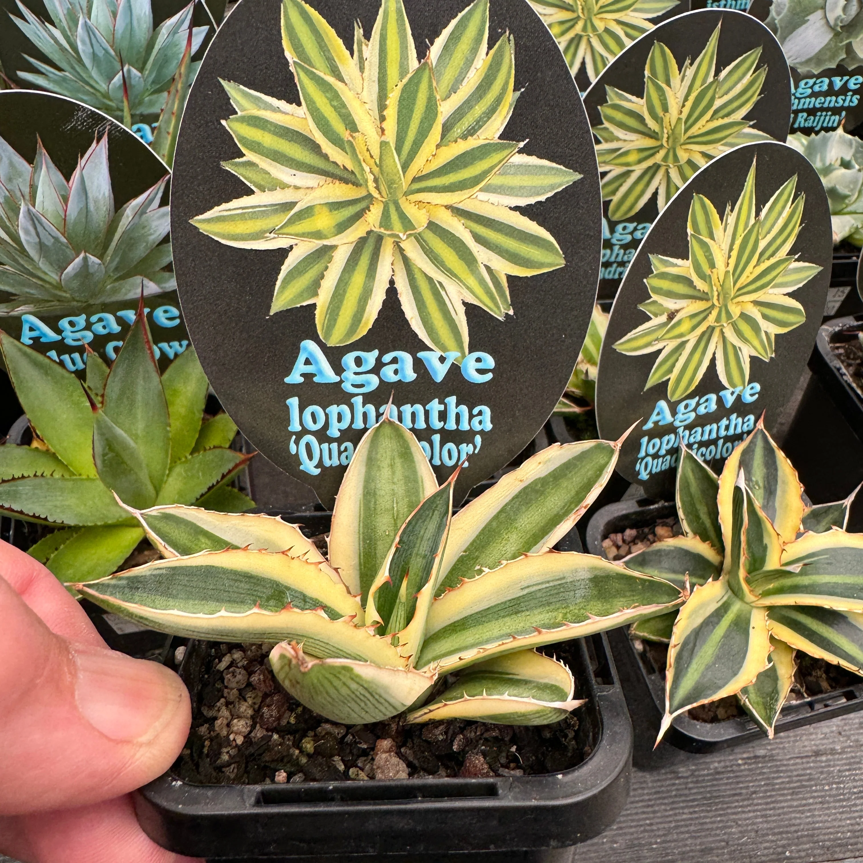 Agave lophantha (Syn. univittata) 'Quadricolour' - Image 3