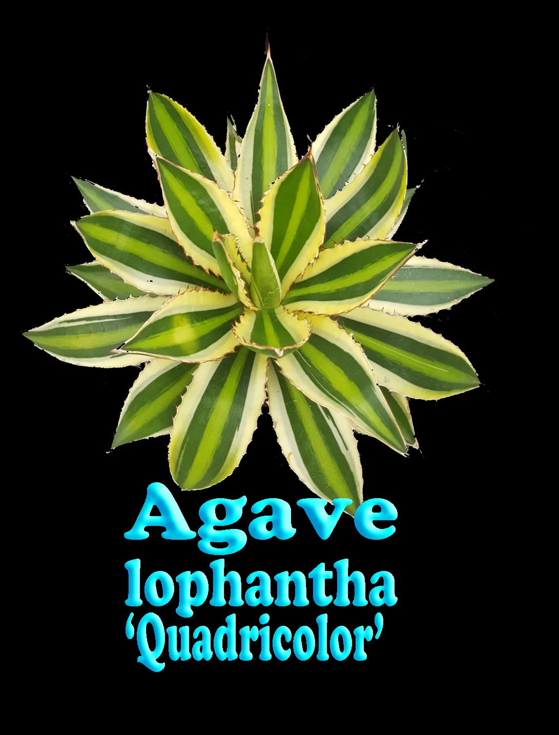 Agave lophantha (Syn. univittata) 'Quadricolour' - Image 5