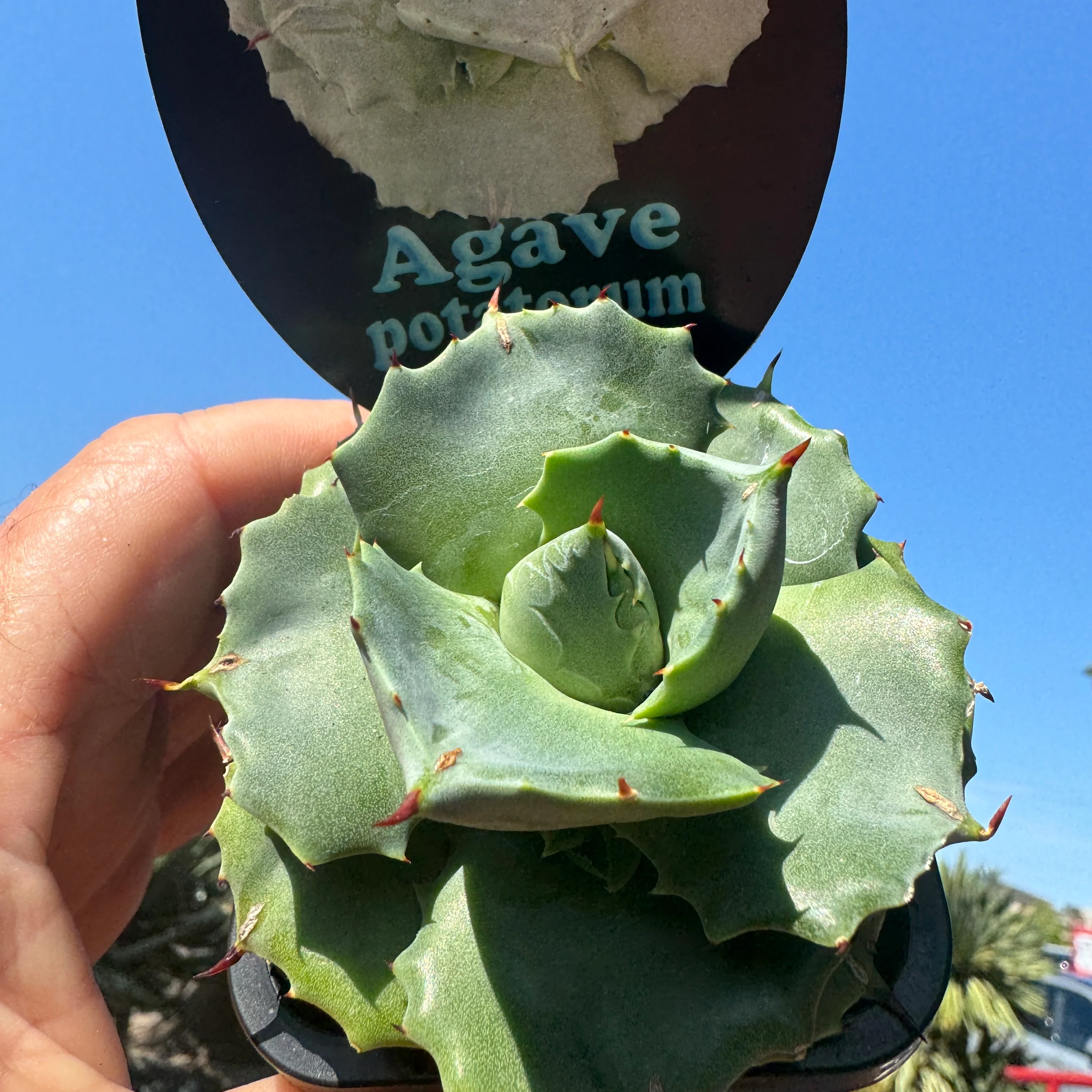 Agave potatorum minima - Image 2