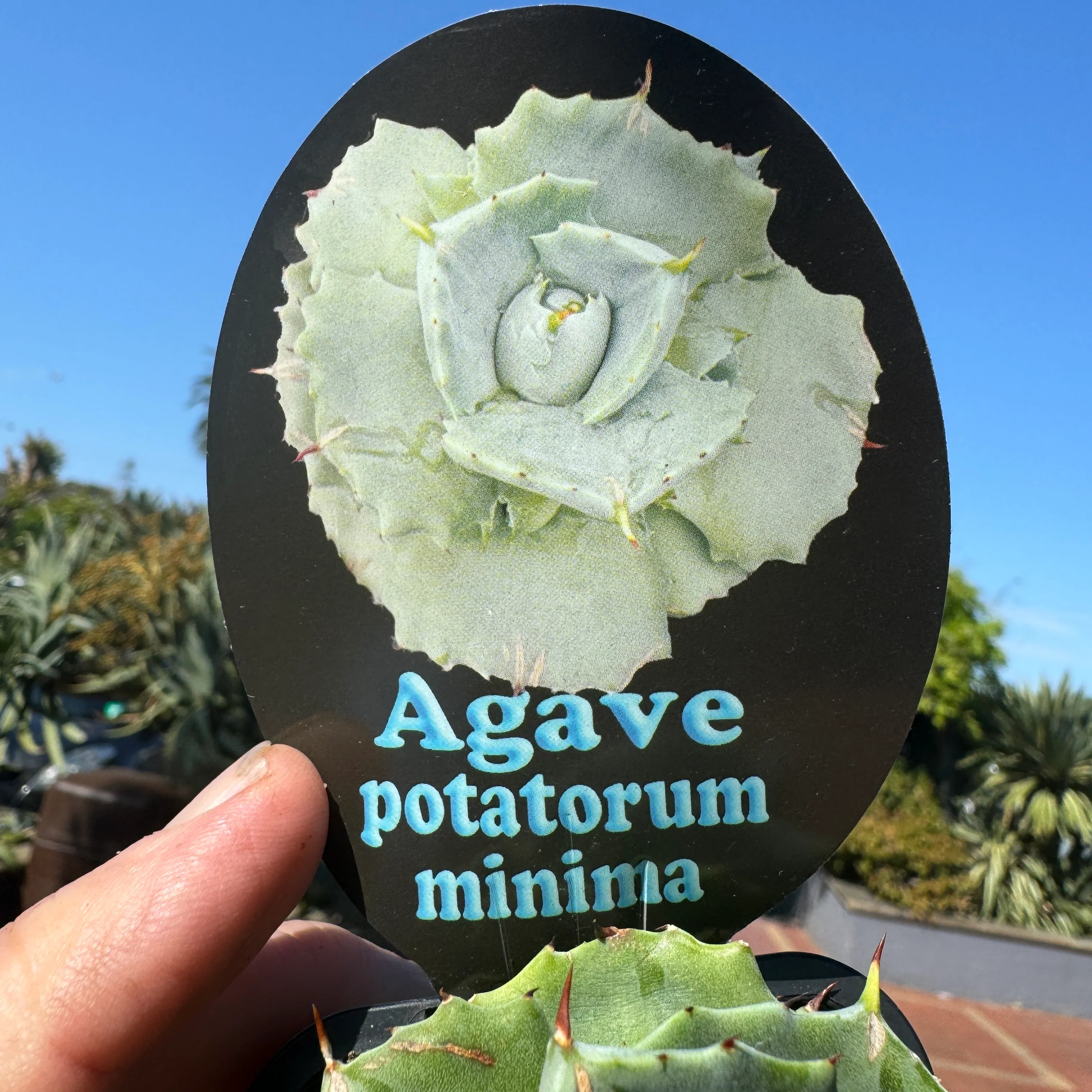 Agave potatorum minima - Image 3