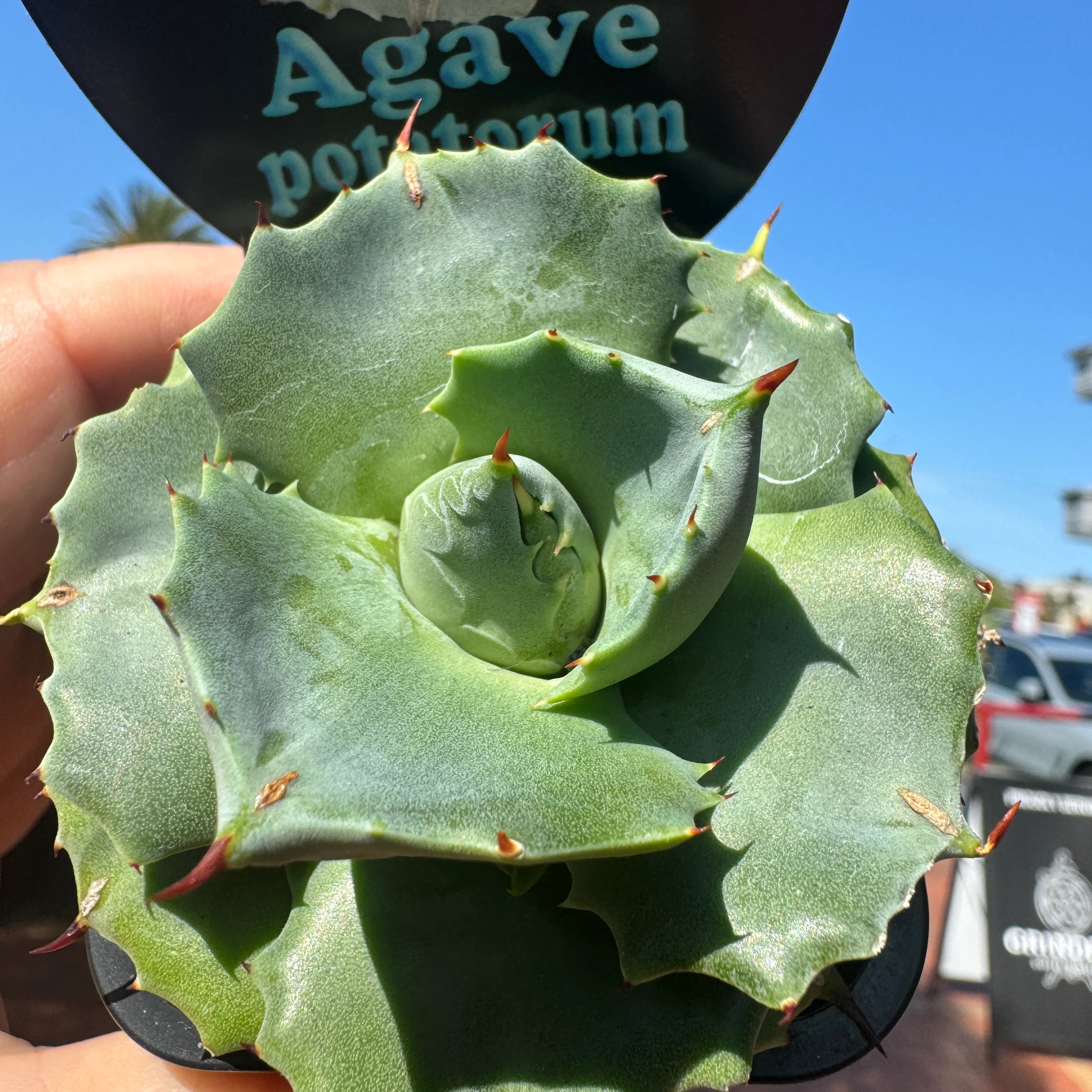 Agave potatorum minima - Image 4