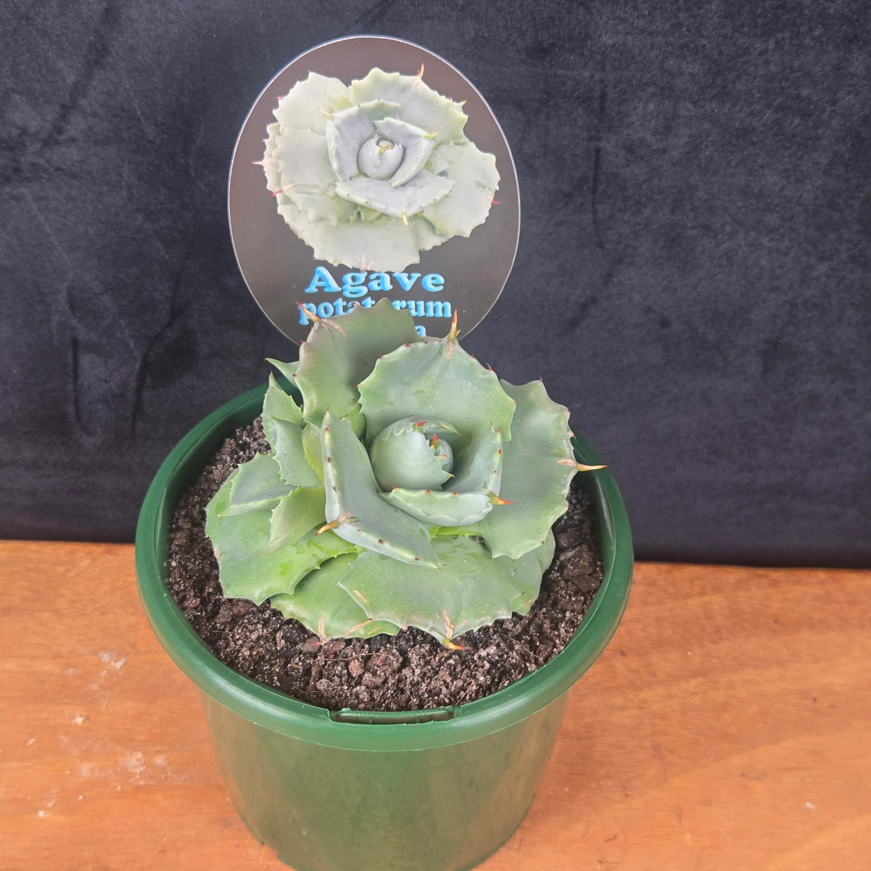 Agave potatorum minima - Image 5