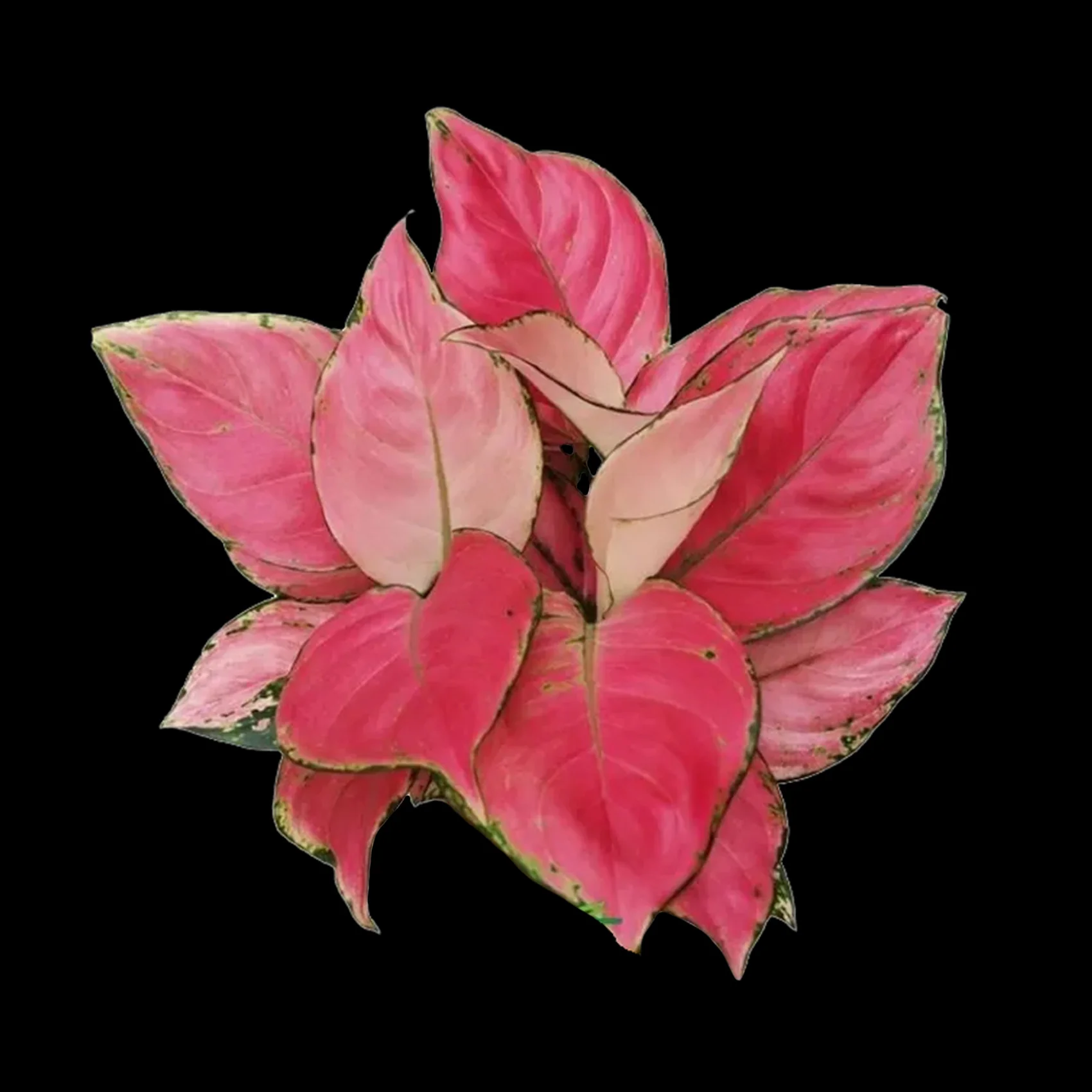 Aglaonema 'Auspicious Red'