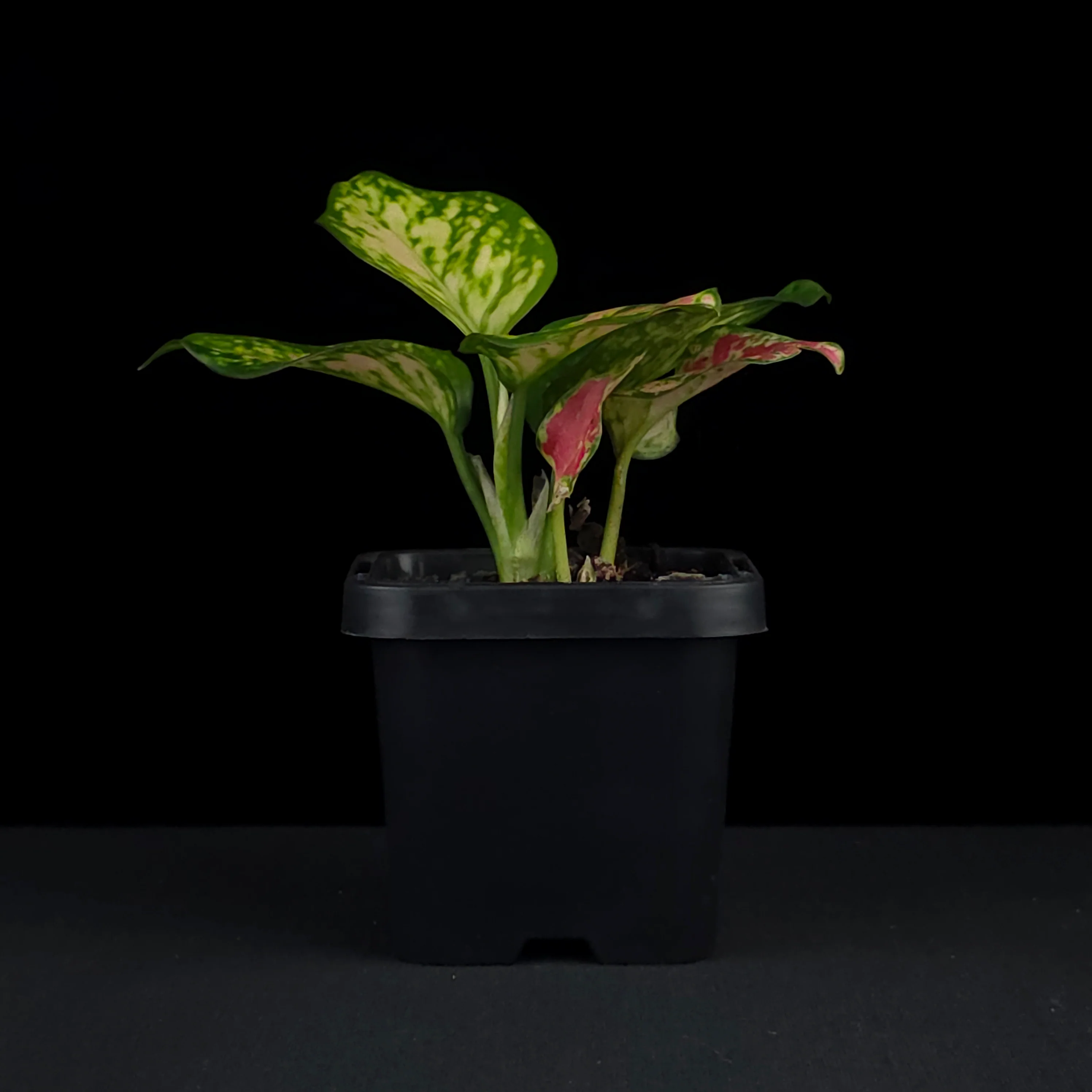 Aglaonema 'Auspicious Red' - Image 2
