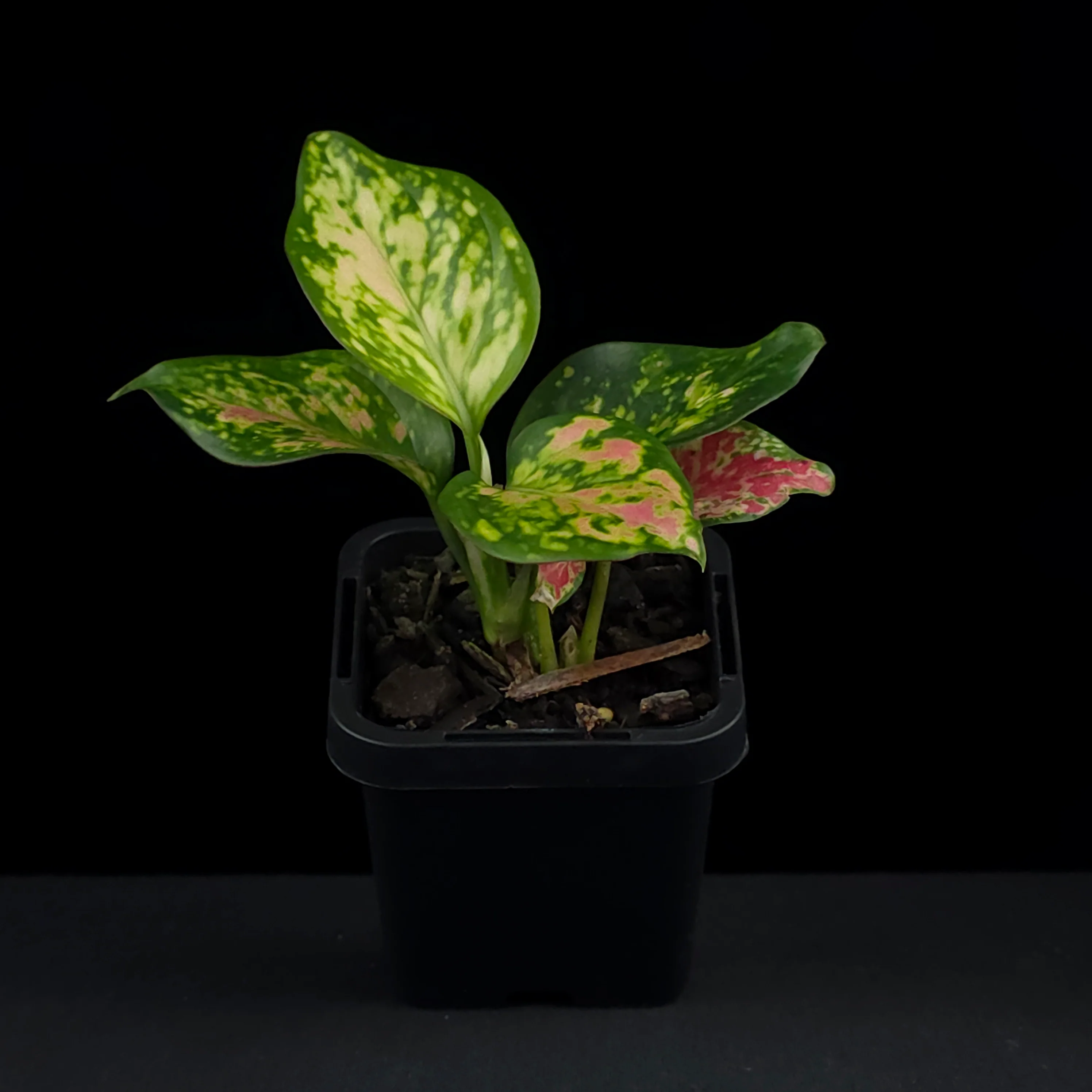 Aglaonema 'Auspicious Red' - Image 3